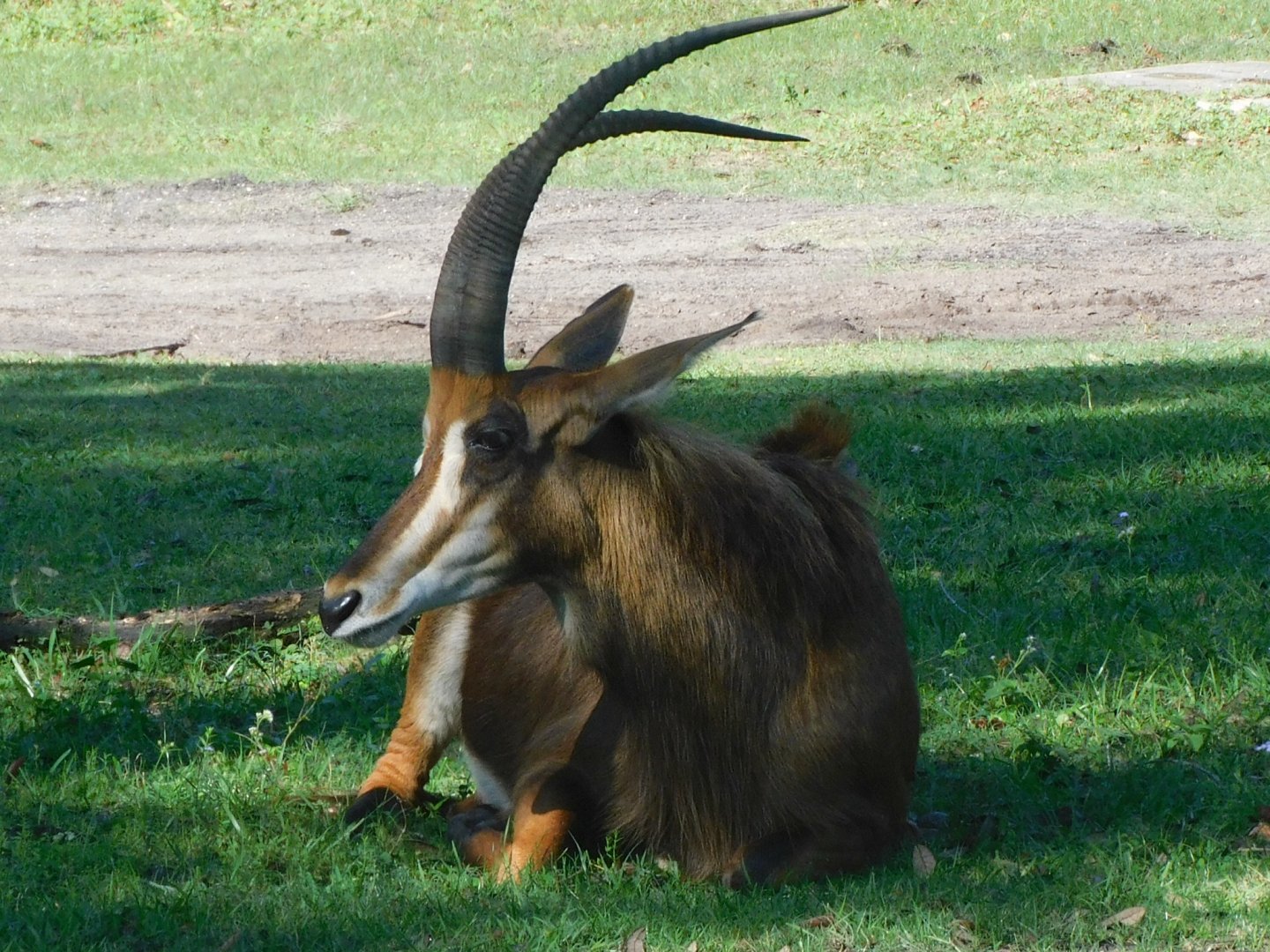 Sable antelope