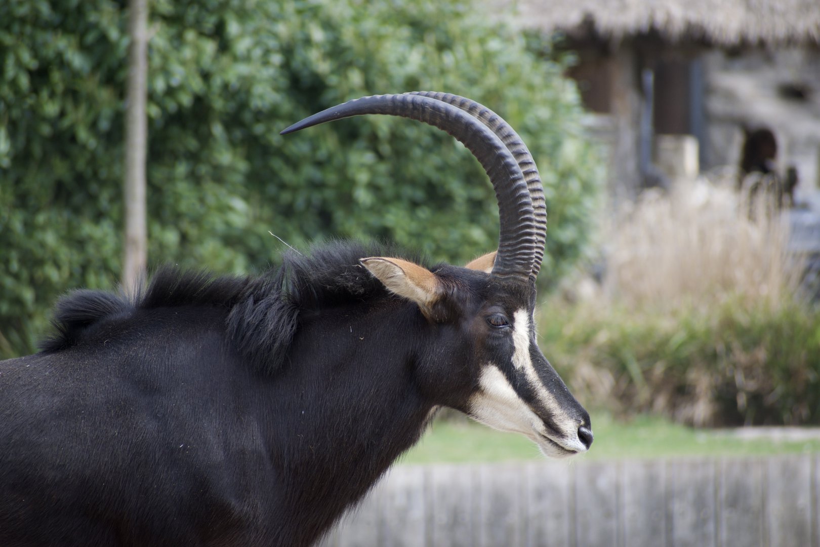 Sable Antelope