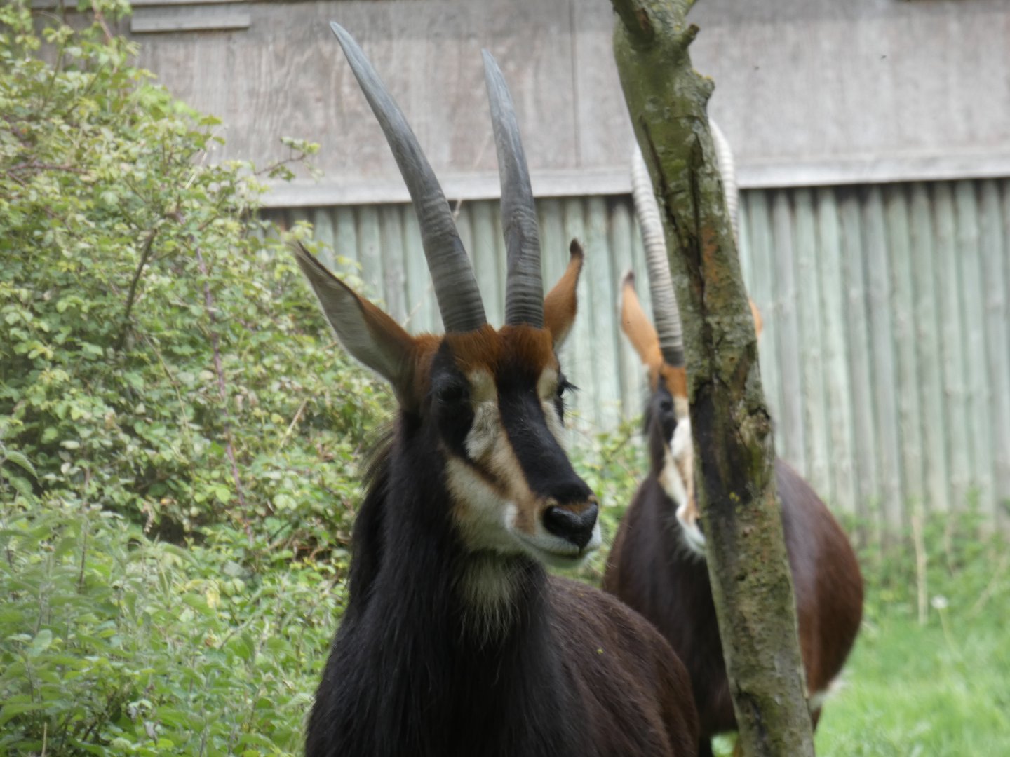 Sable antelope