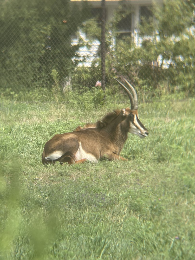 Sable Antelope