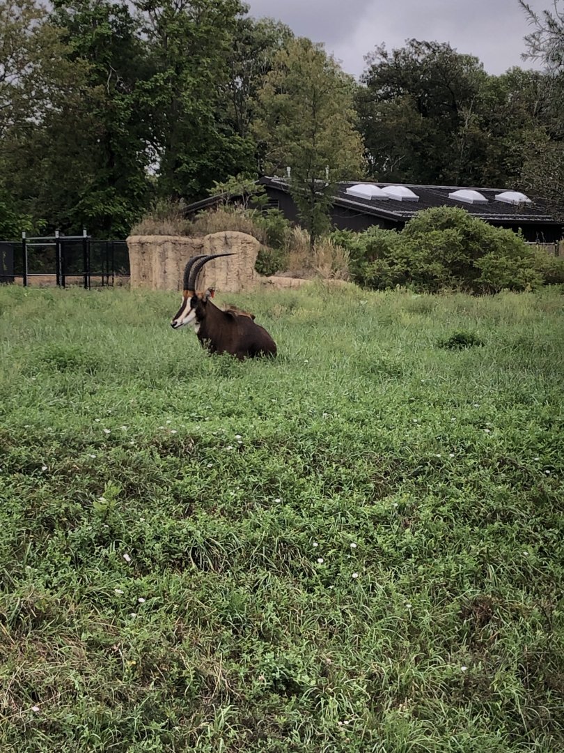 Sable Antelope