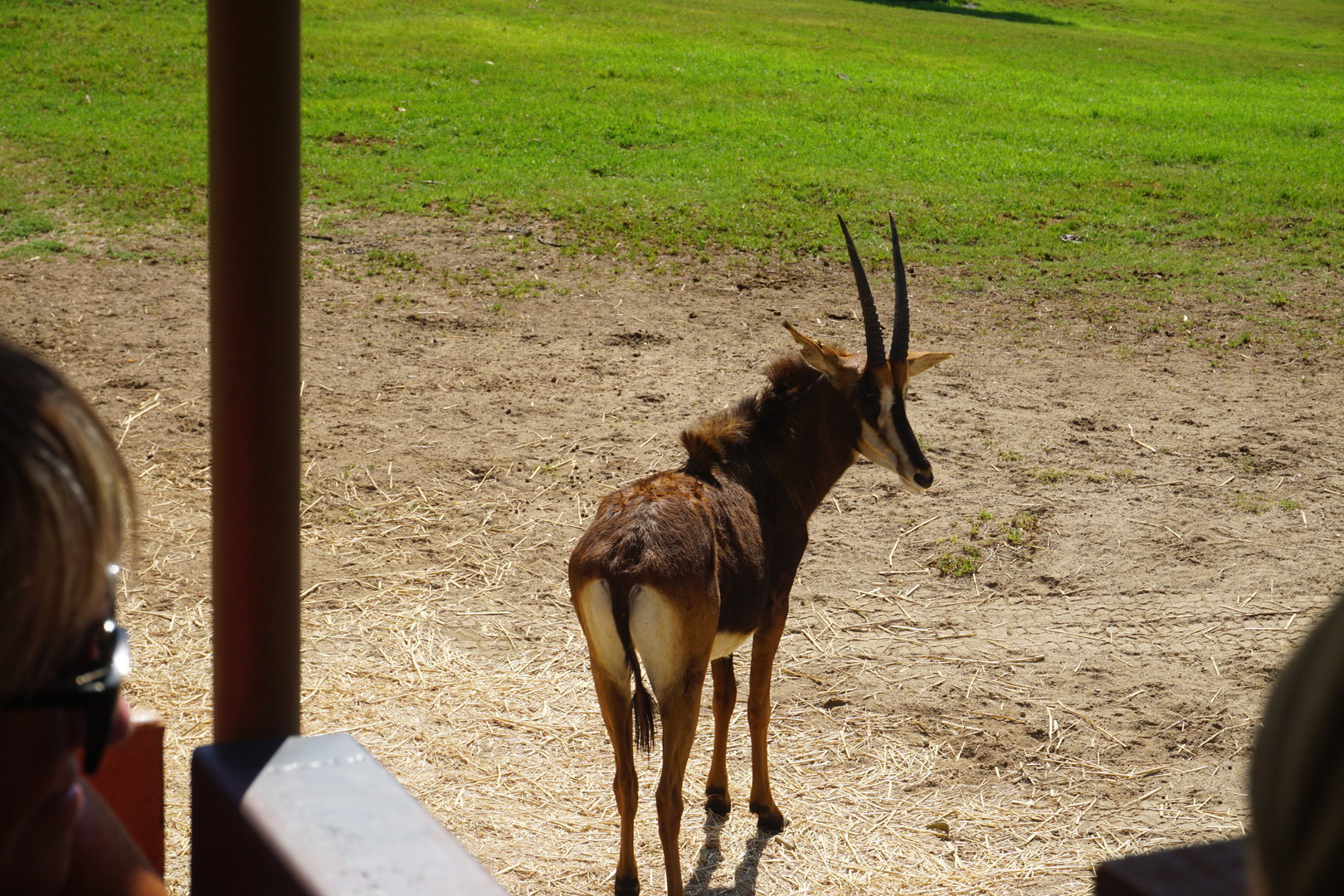 Sable Antelope