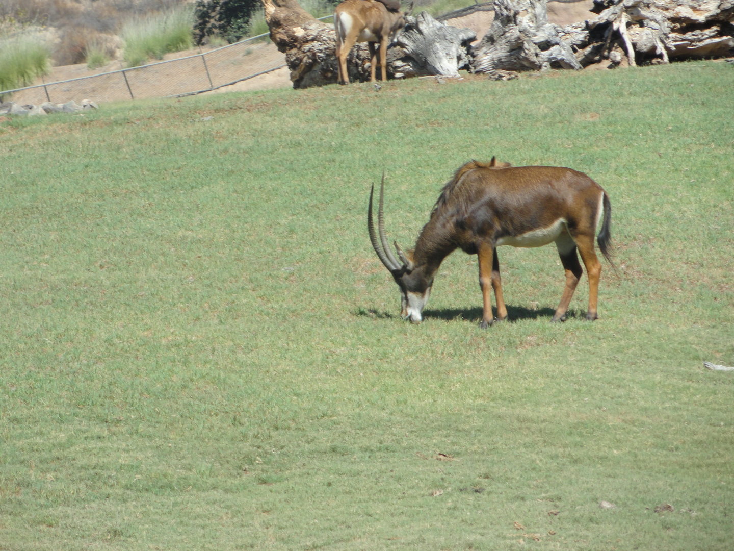 Sable Antelope