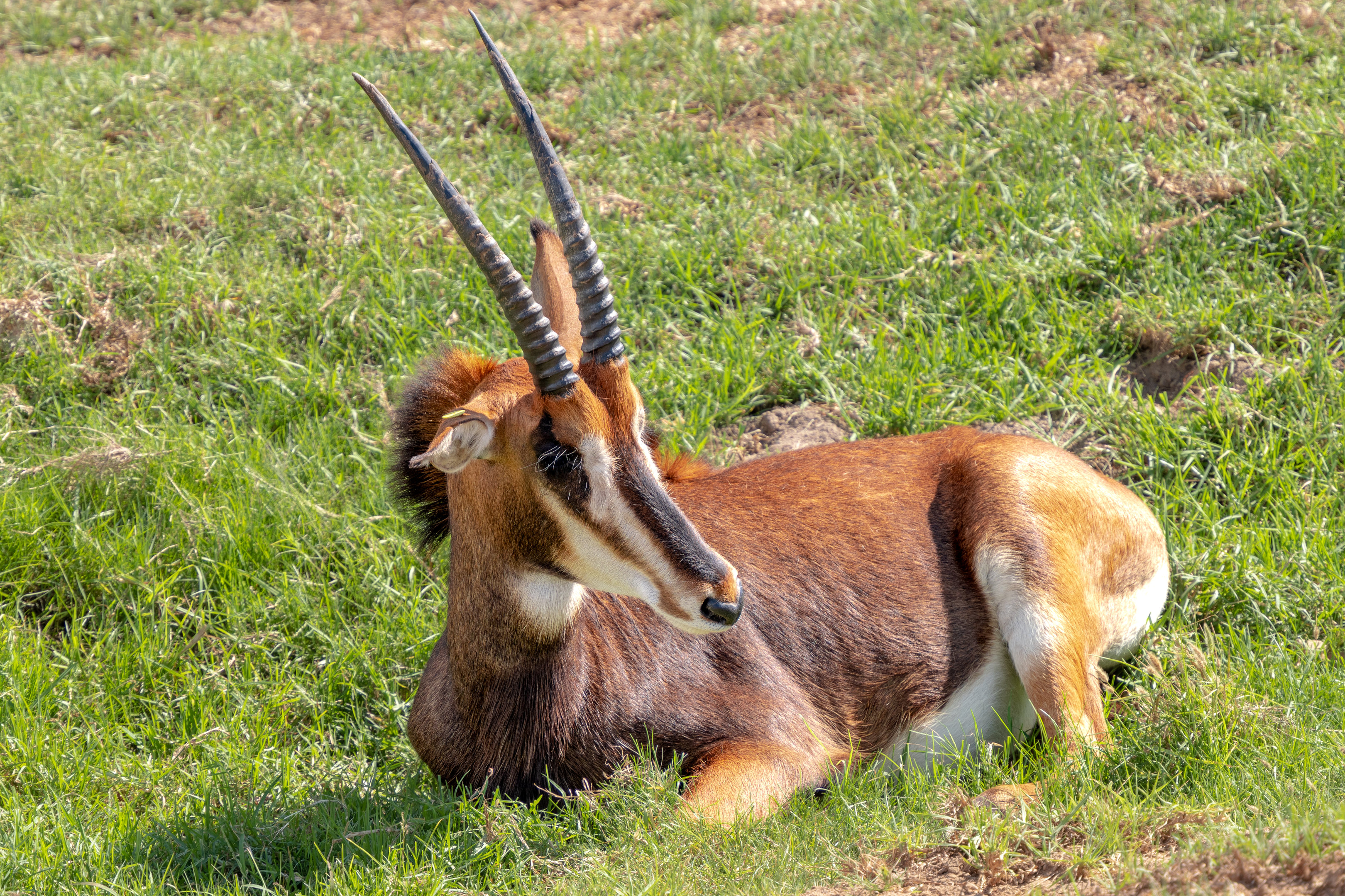 Sable Antelope