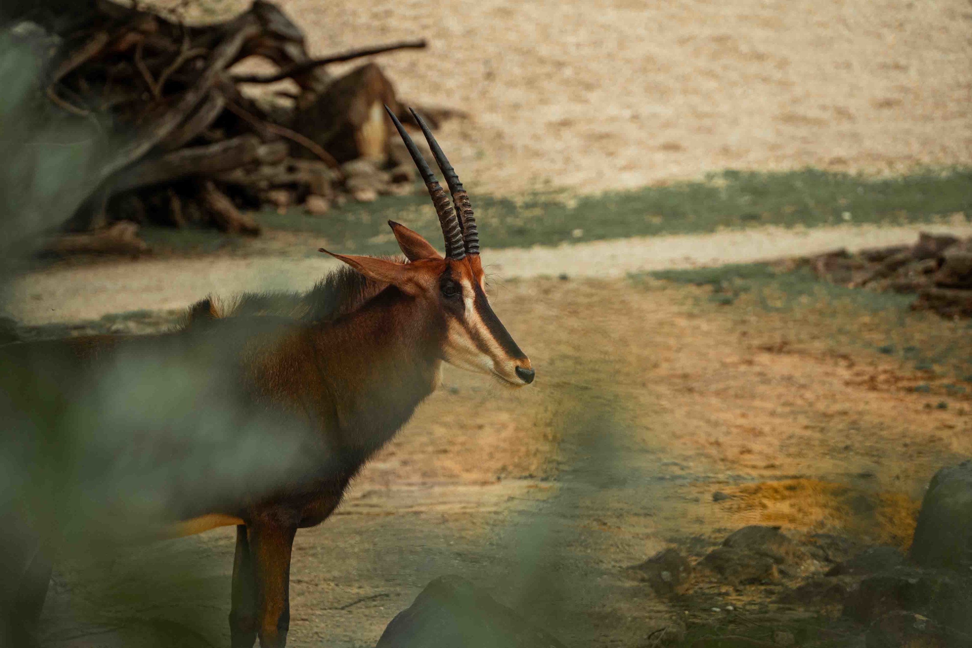 Sable Antelope