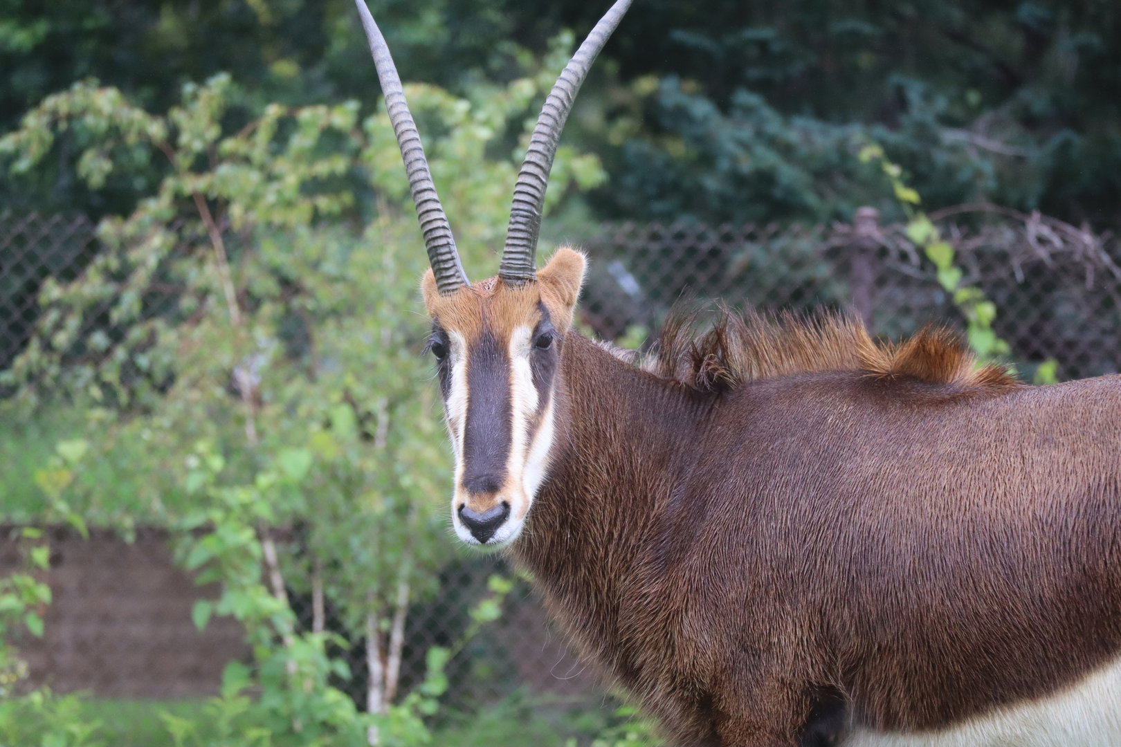Sable Antelope