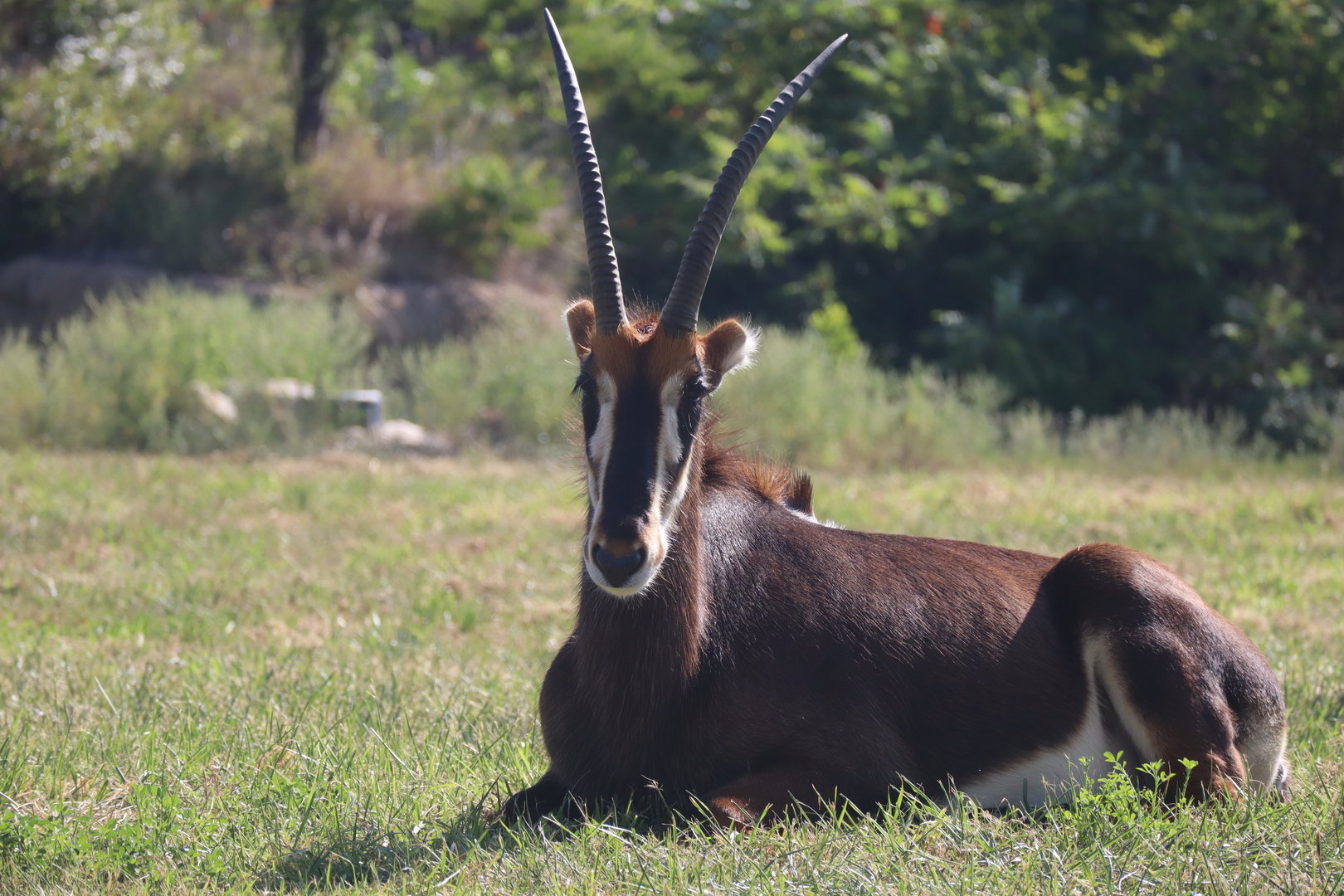 Sable Antelope