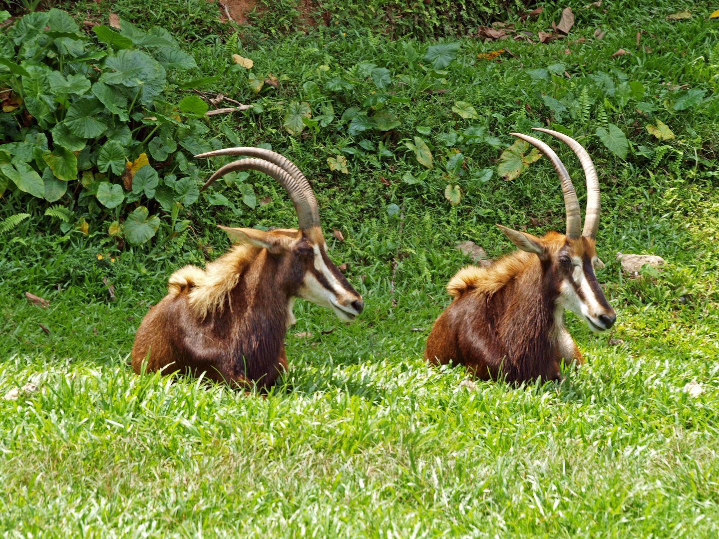 Sable antelope