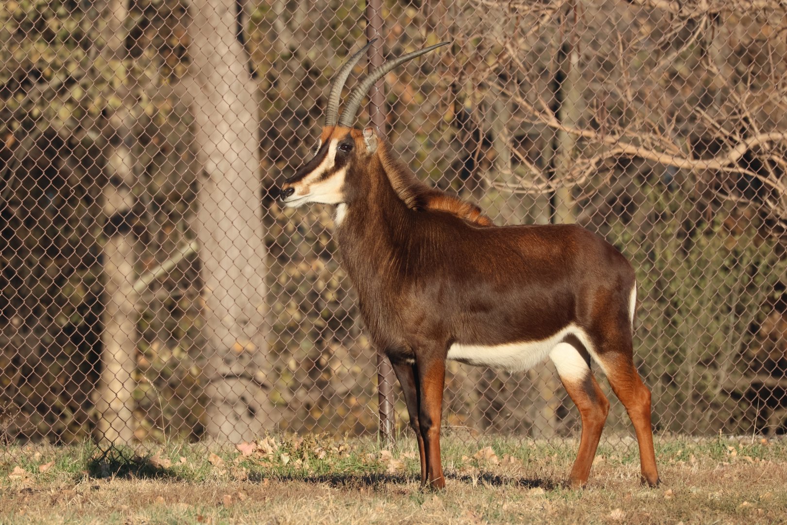 Sable Antelope