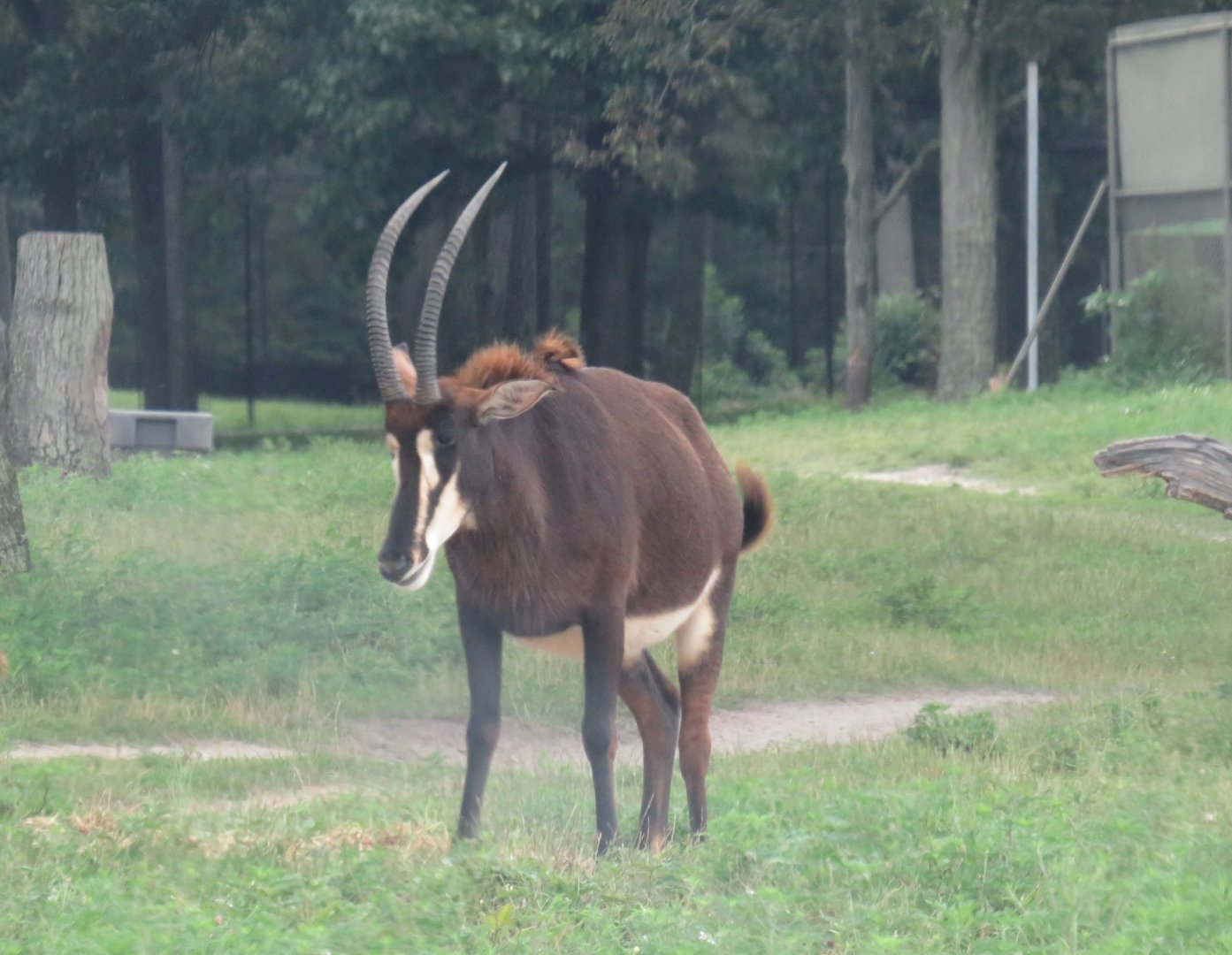 Sable antelope