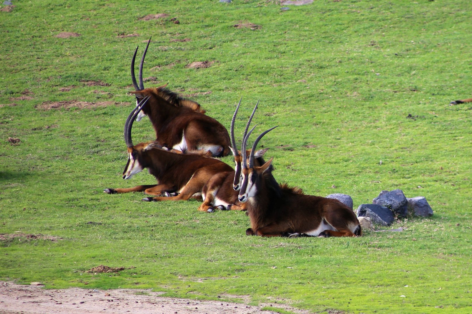 Sable Antelope
