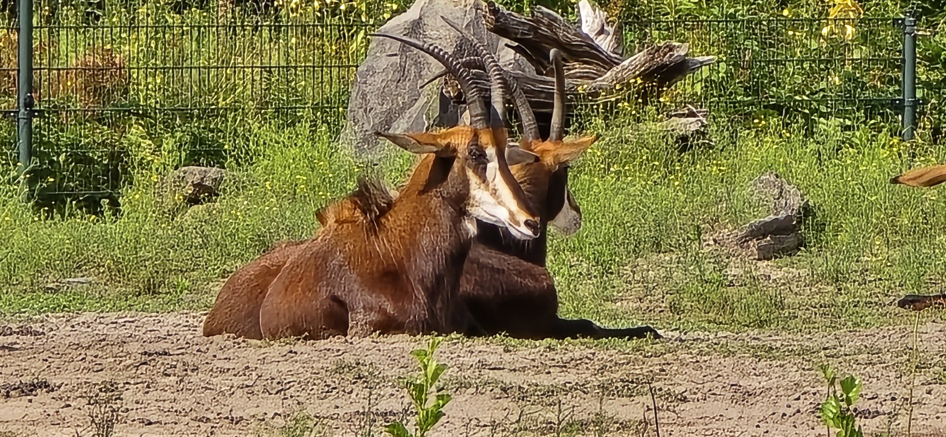 Sable antelope