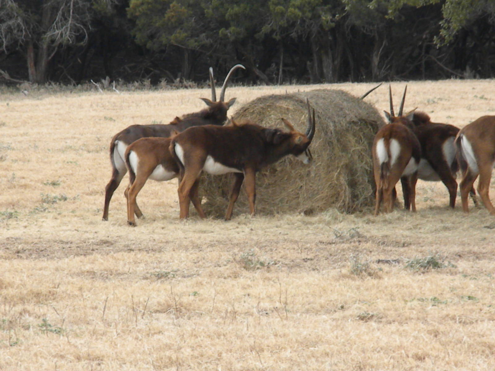 Sable Antelope