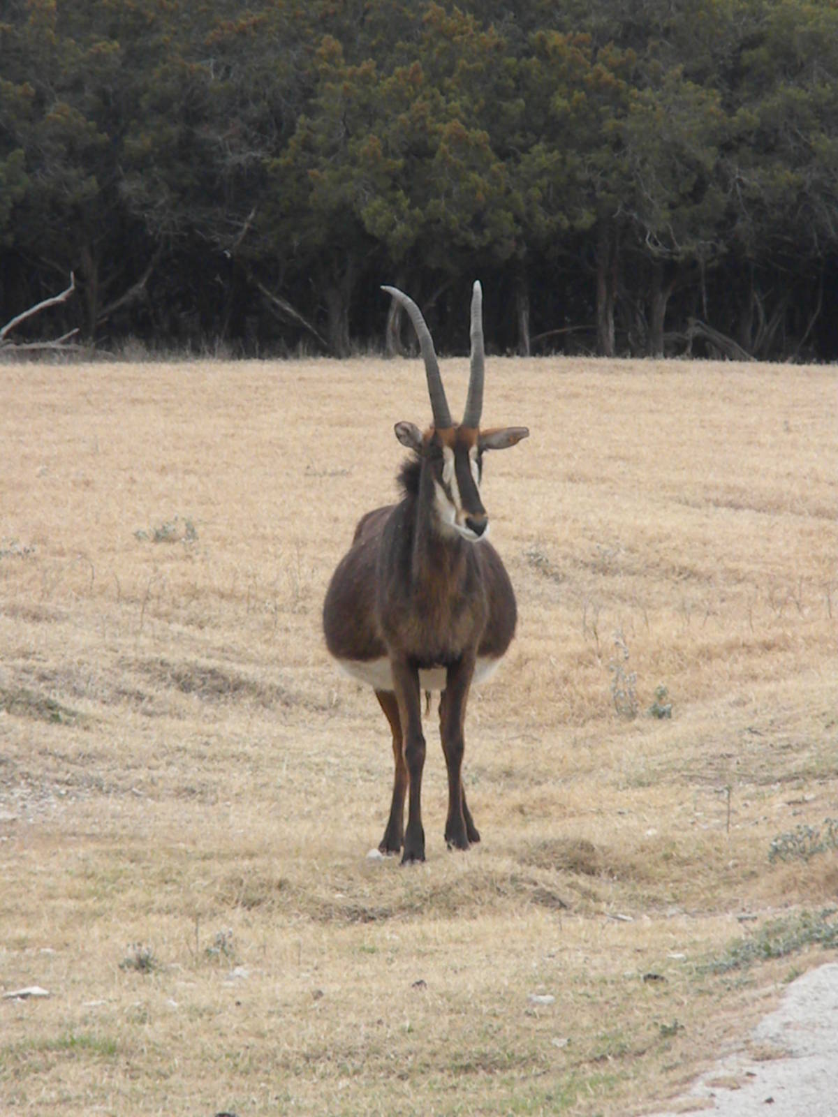 Sable Antelope