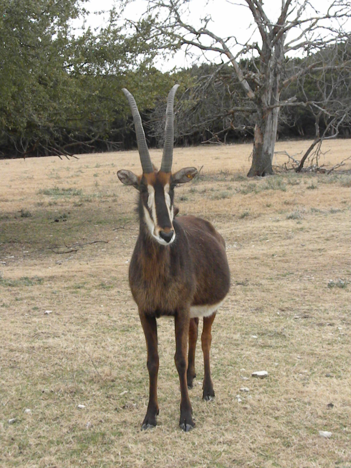 Sable Antelope