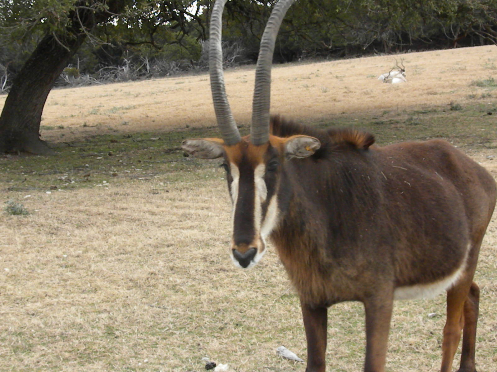 Sable Antelope
