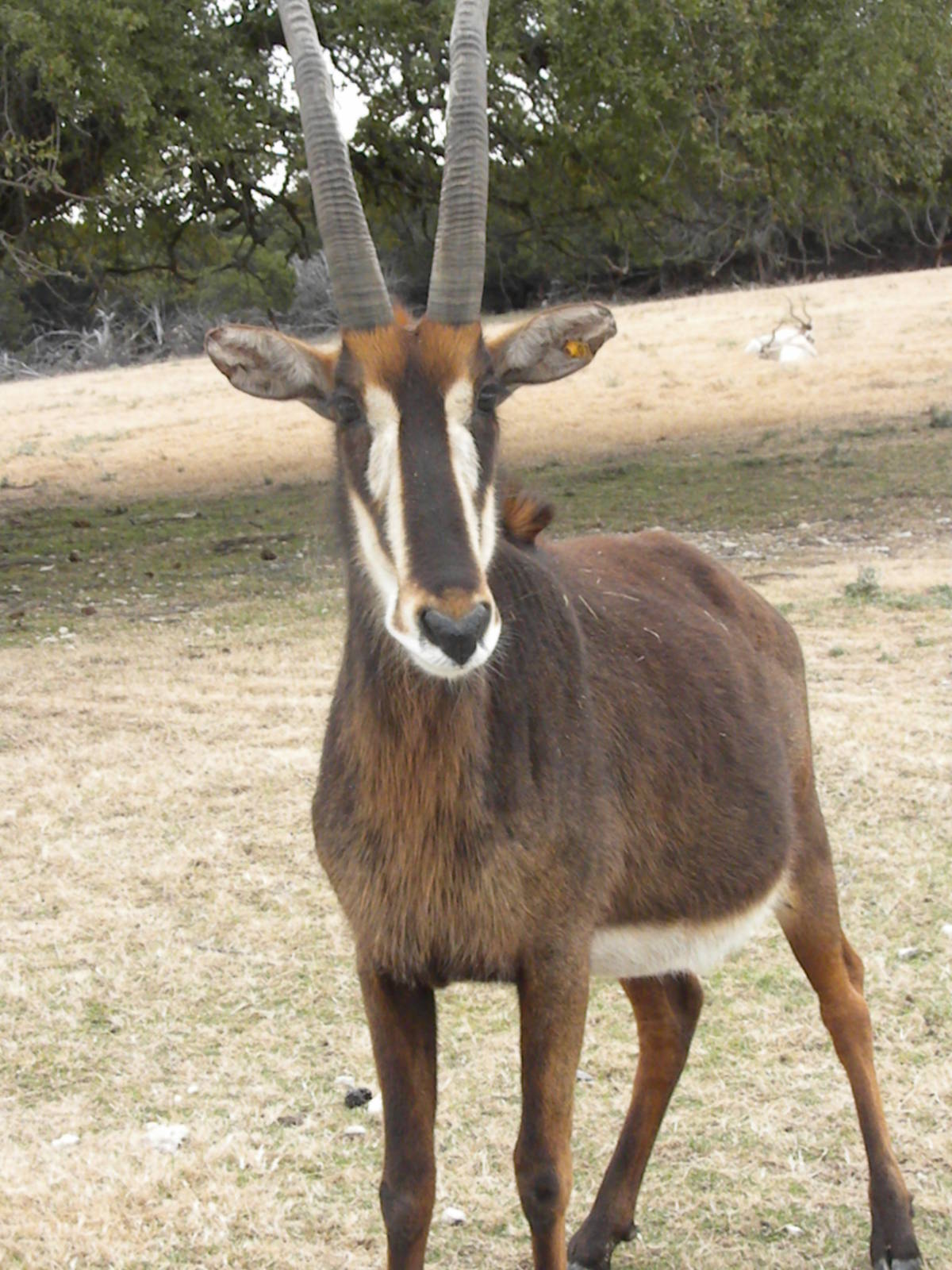 Sable Antelope