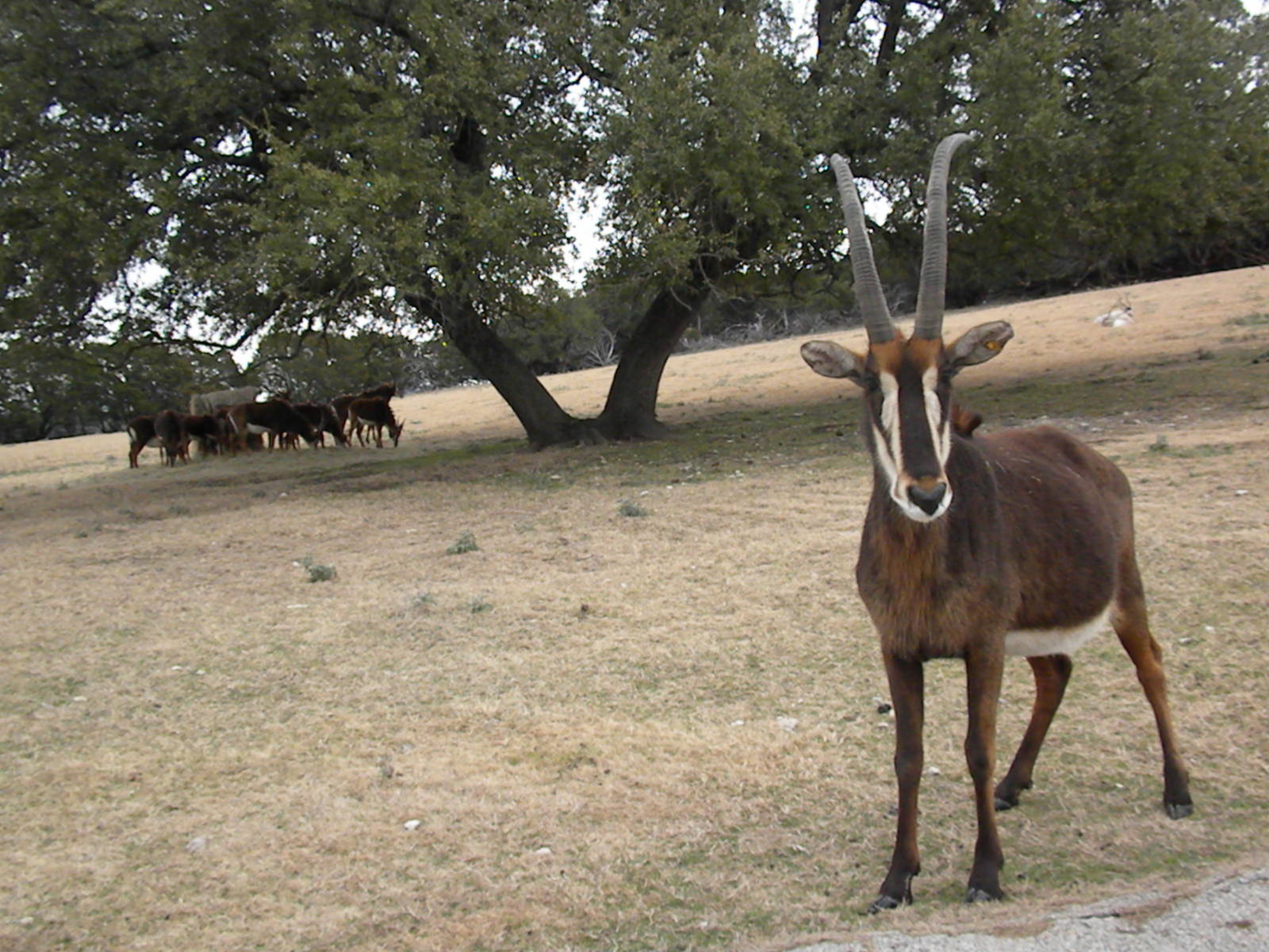 Sable Antelope