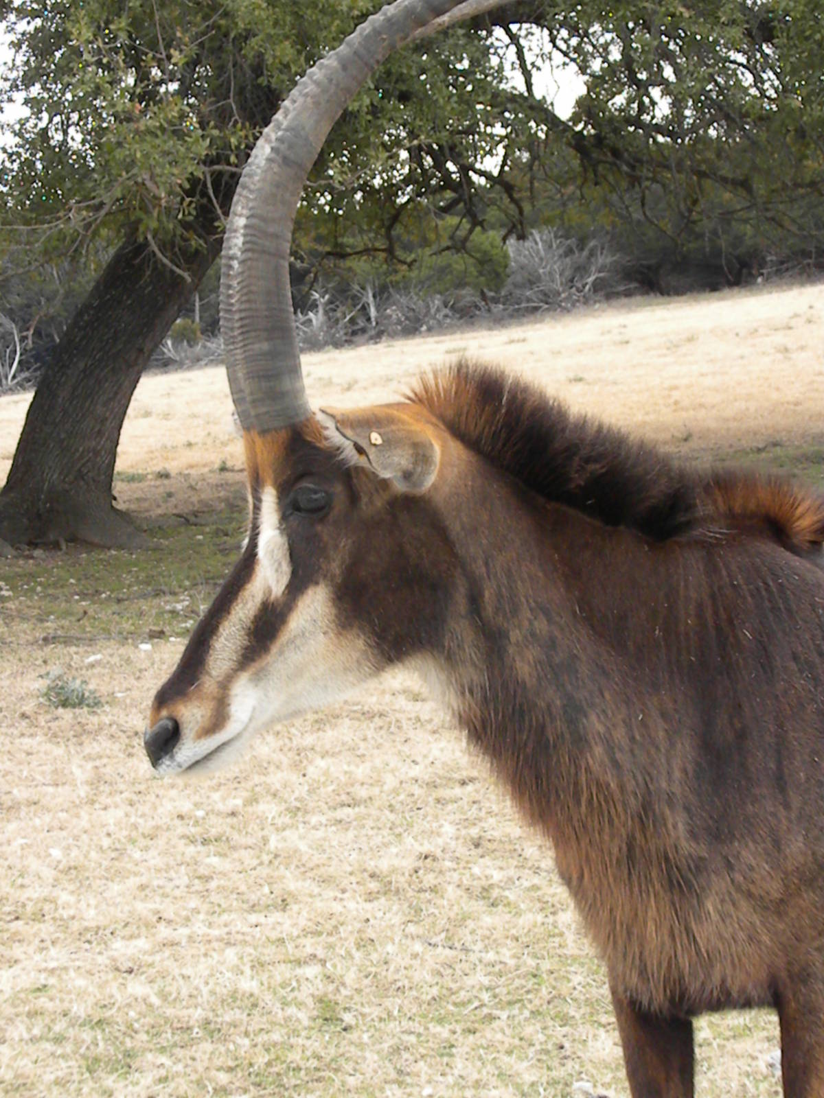 Sable Antelope
