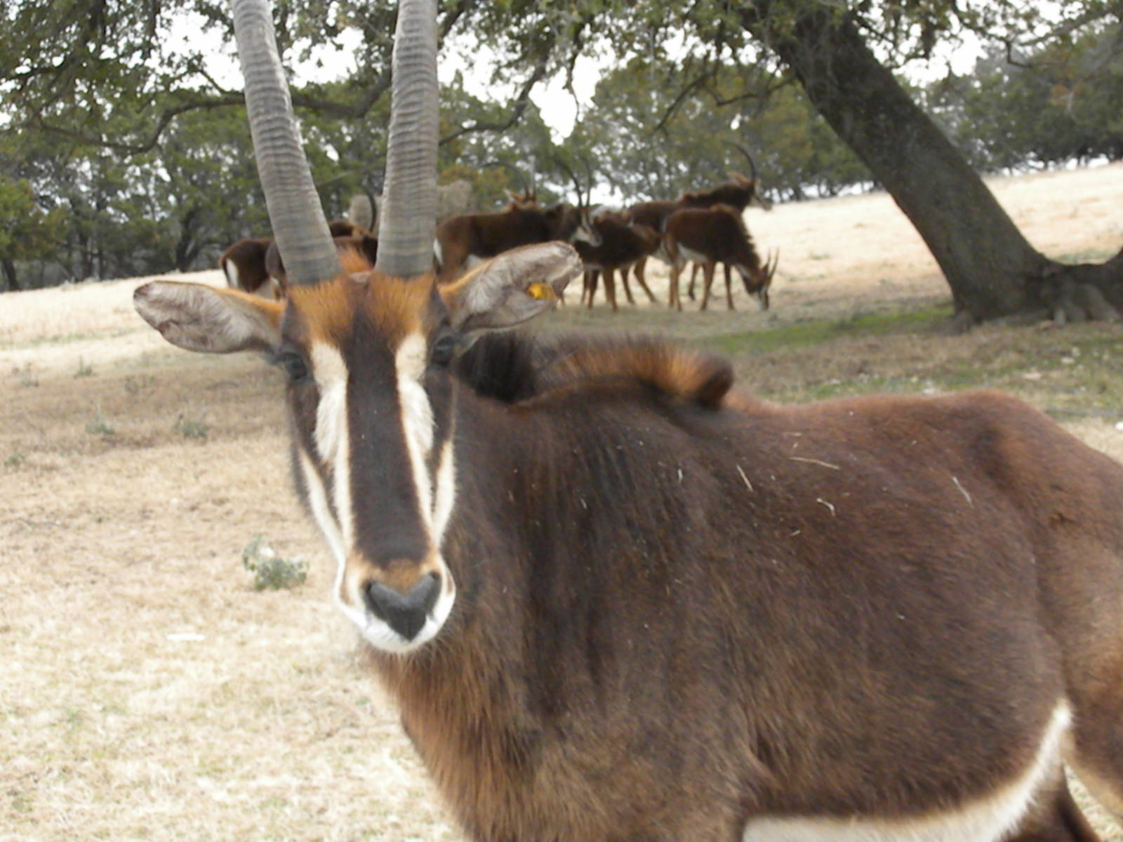 Sable Antelope
