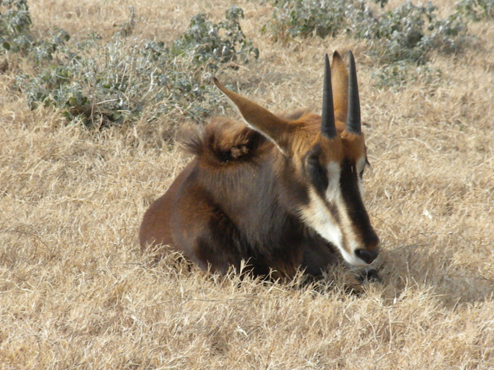 Sable Antelope