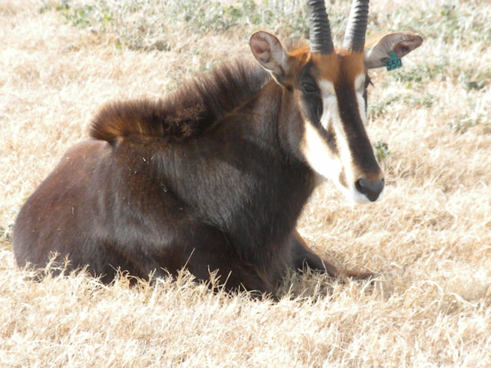 Sable Antelope