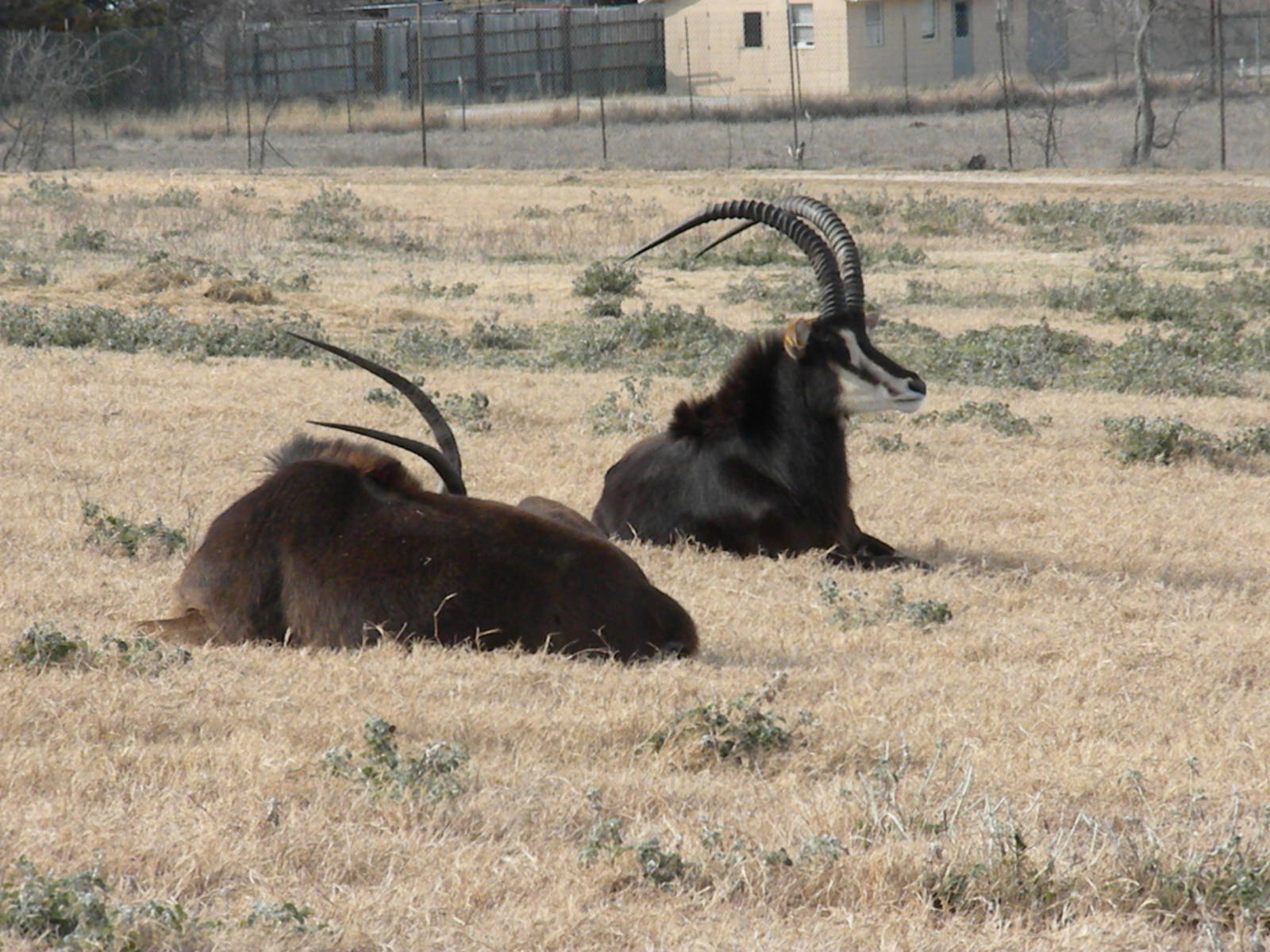 Sable Antelope