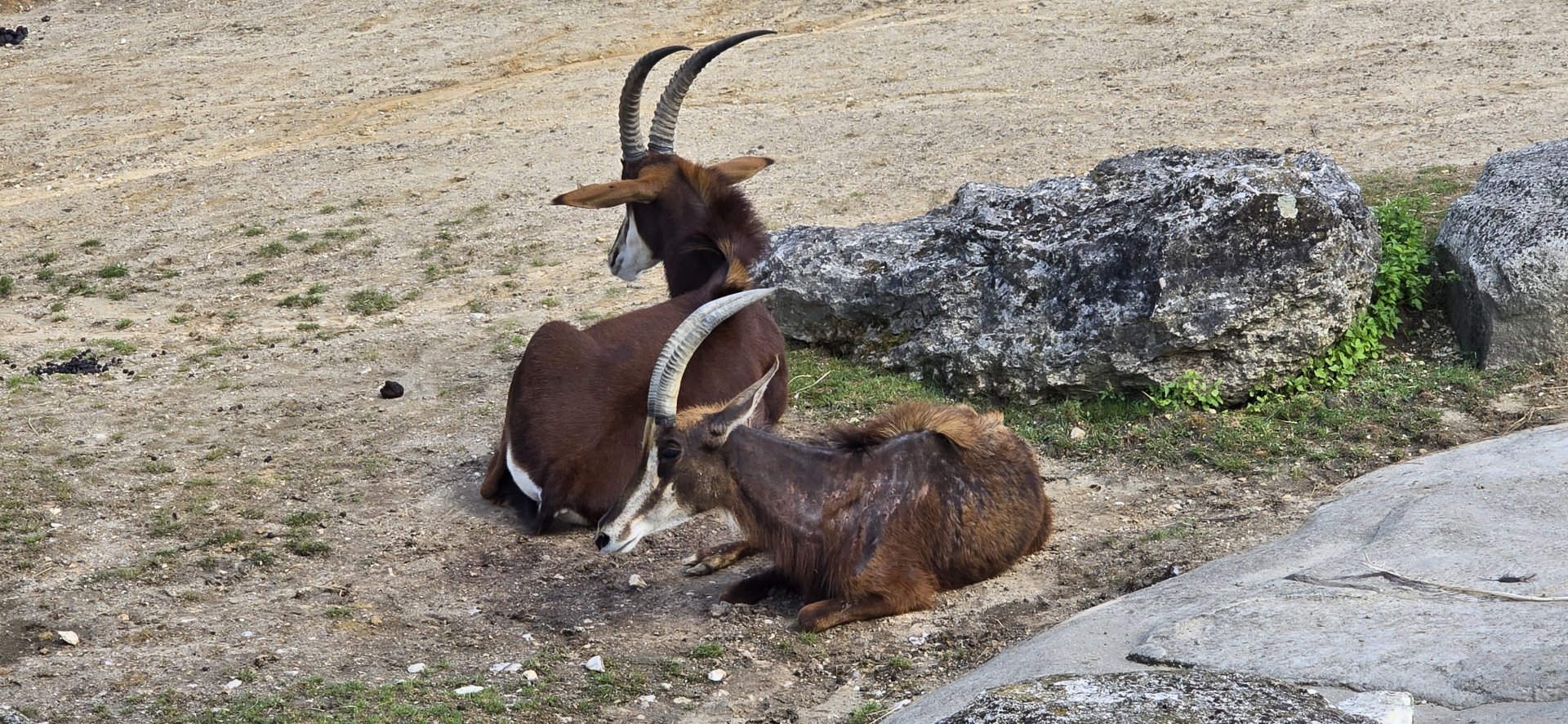 Sable antelope