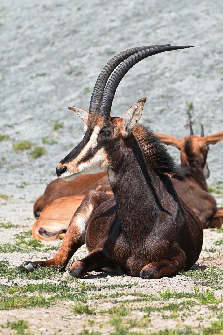 Sable antelope
