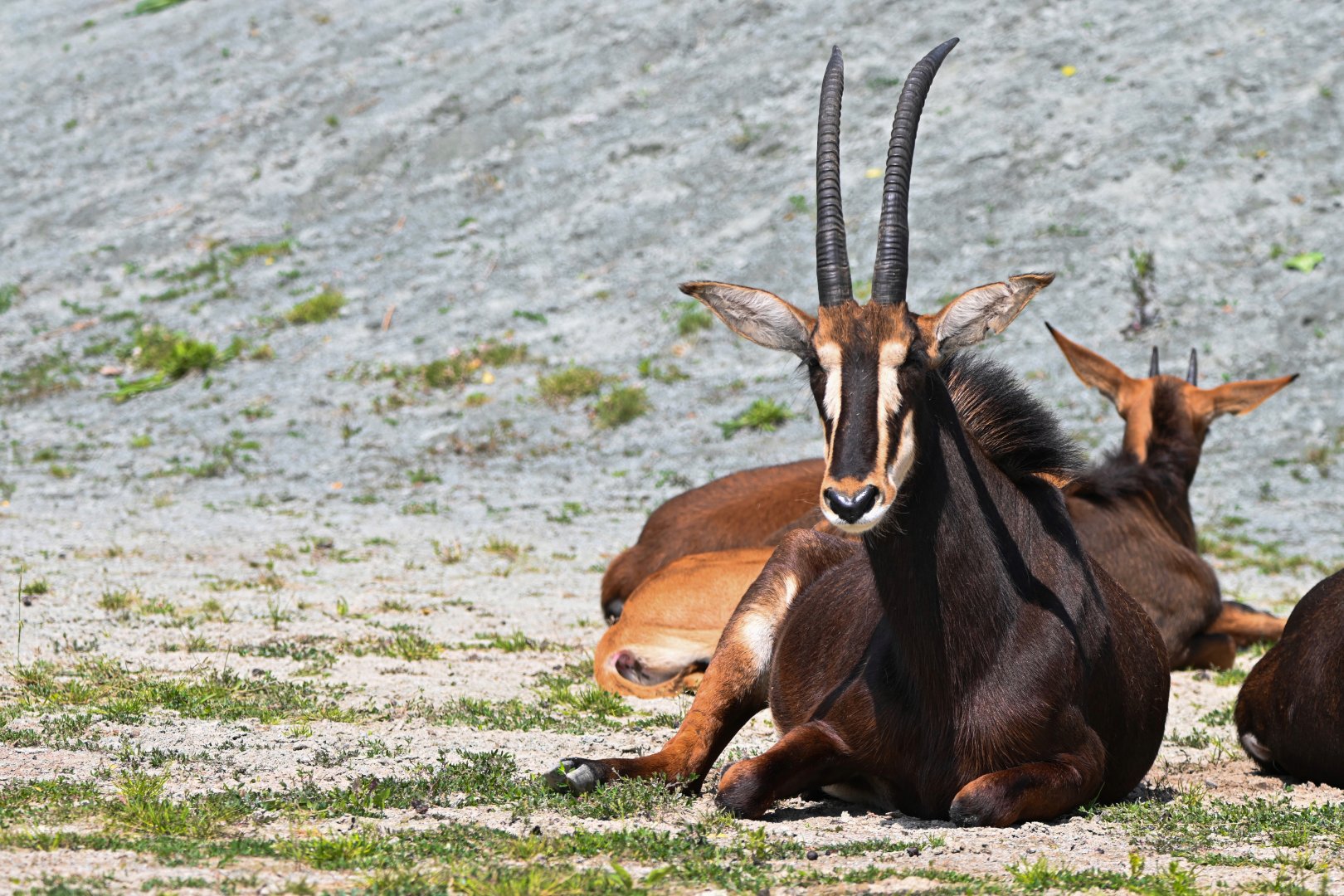 Sable antelope