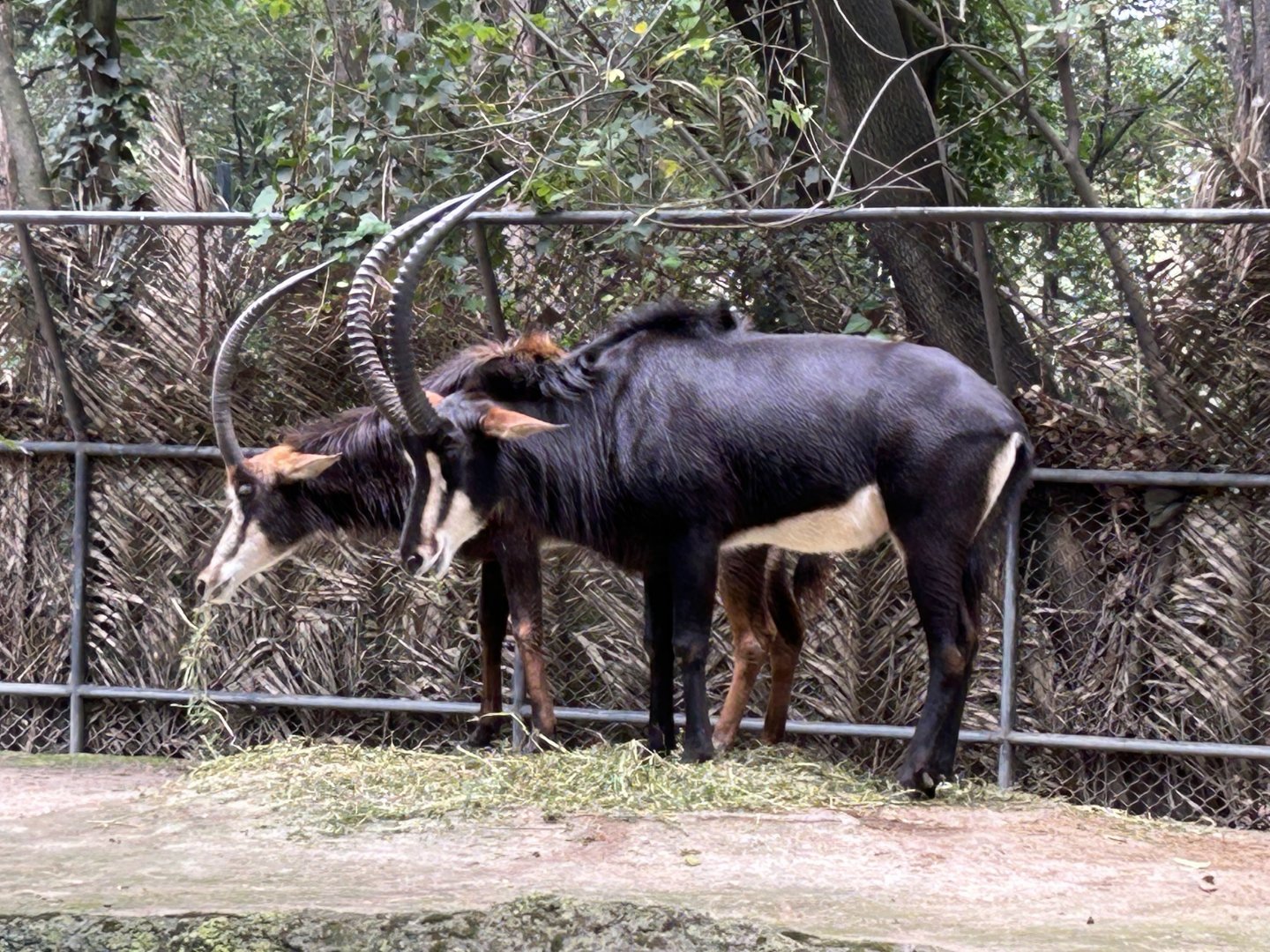 Sable antelope