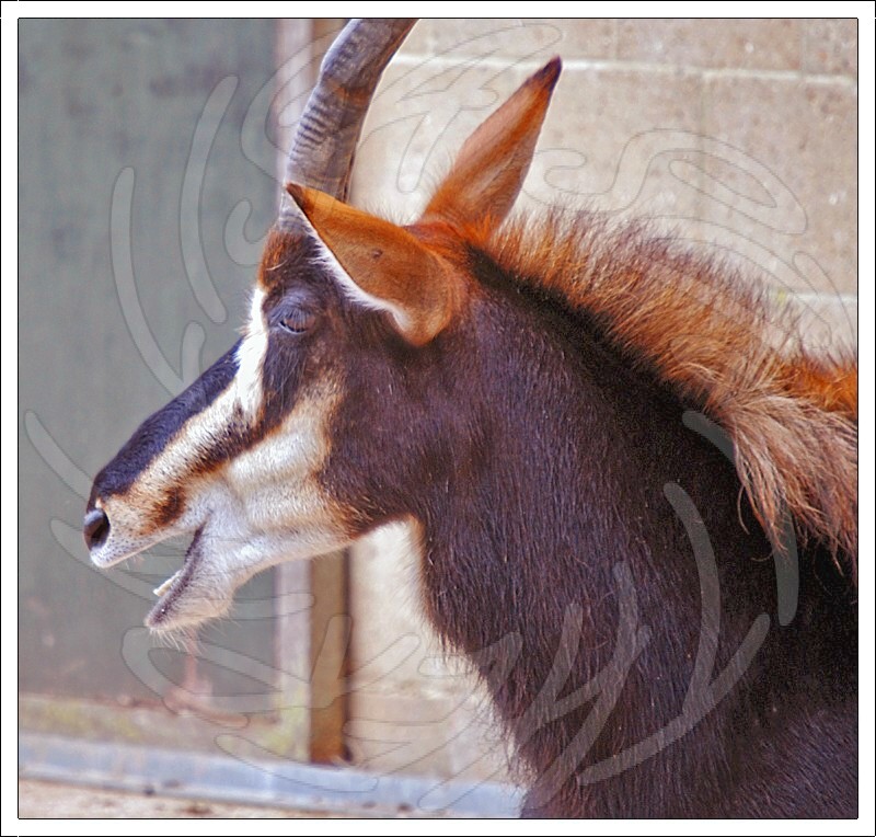 Sable Antelope