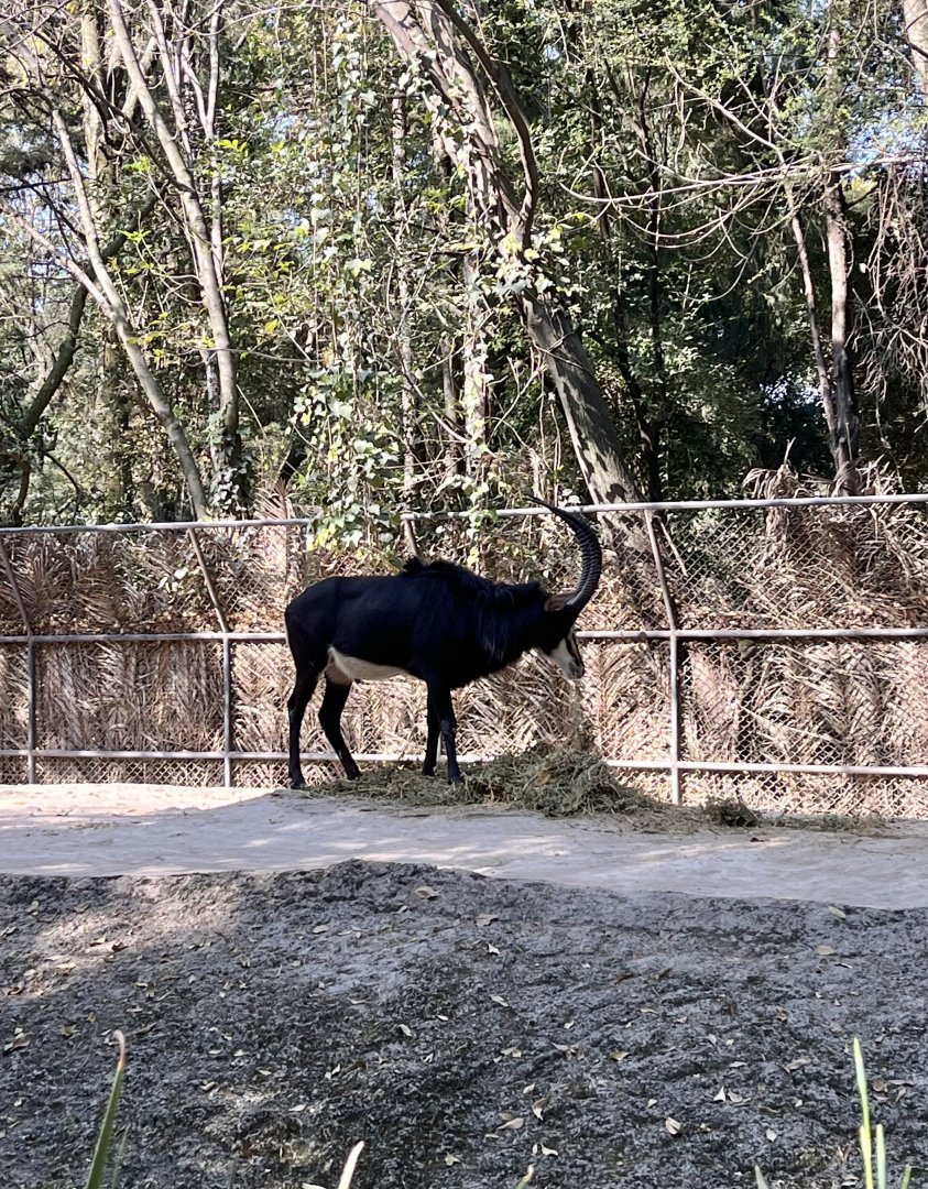 sable antelope