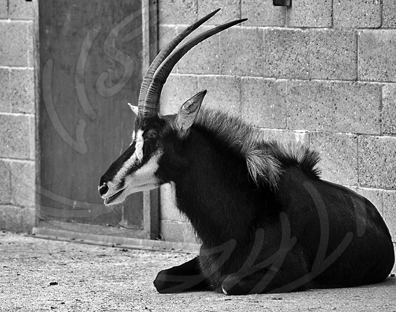 Sable Antelope