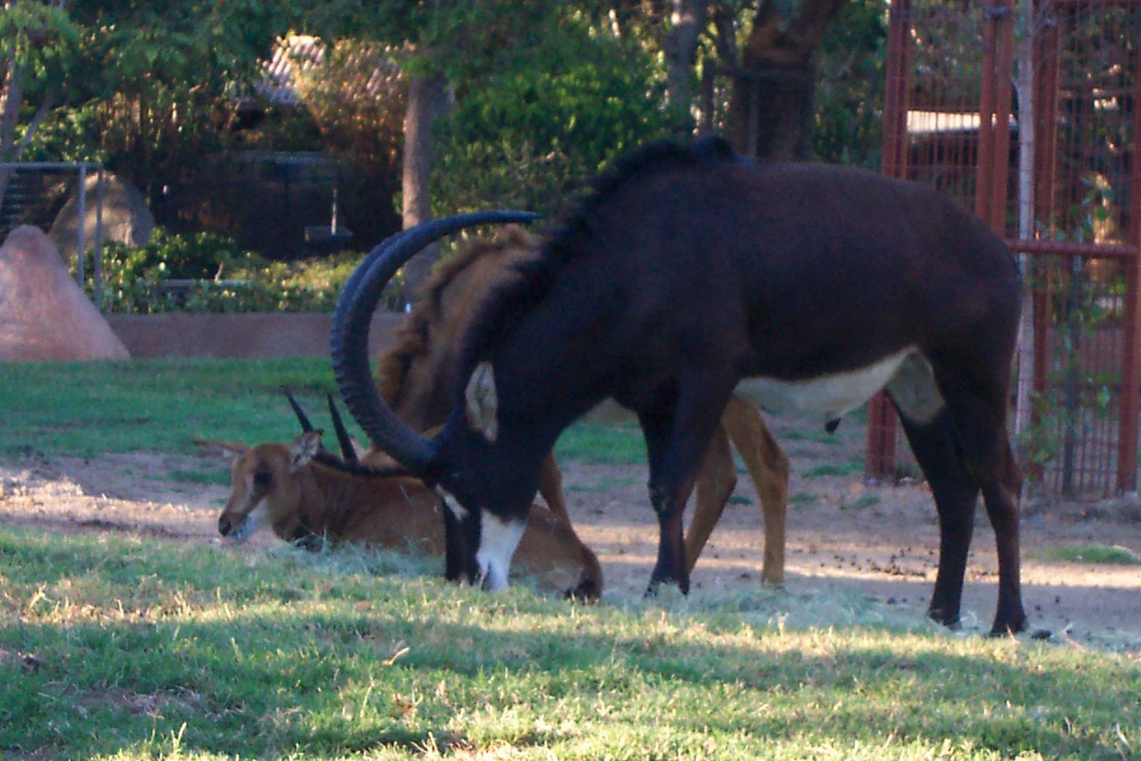 Sable antelope