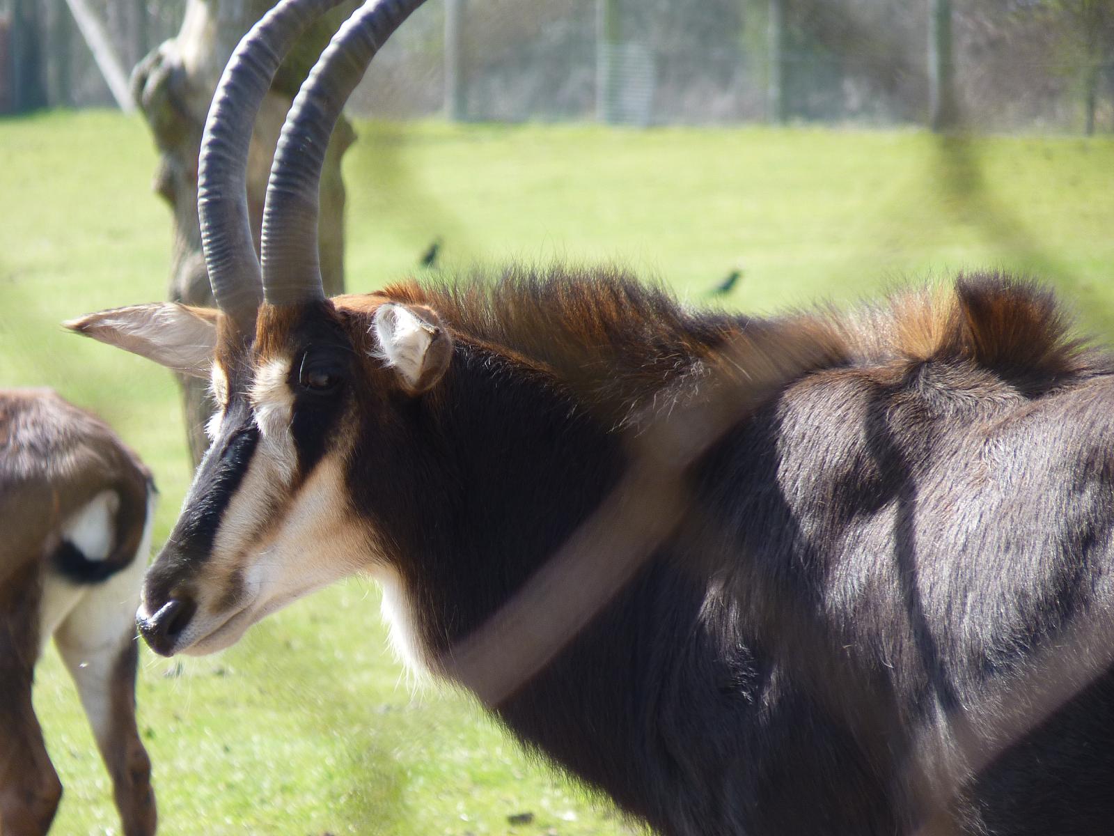 Sable Antelope
