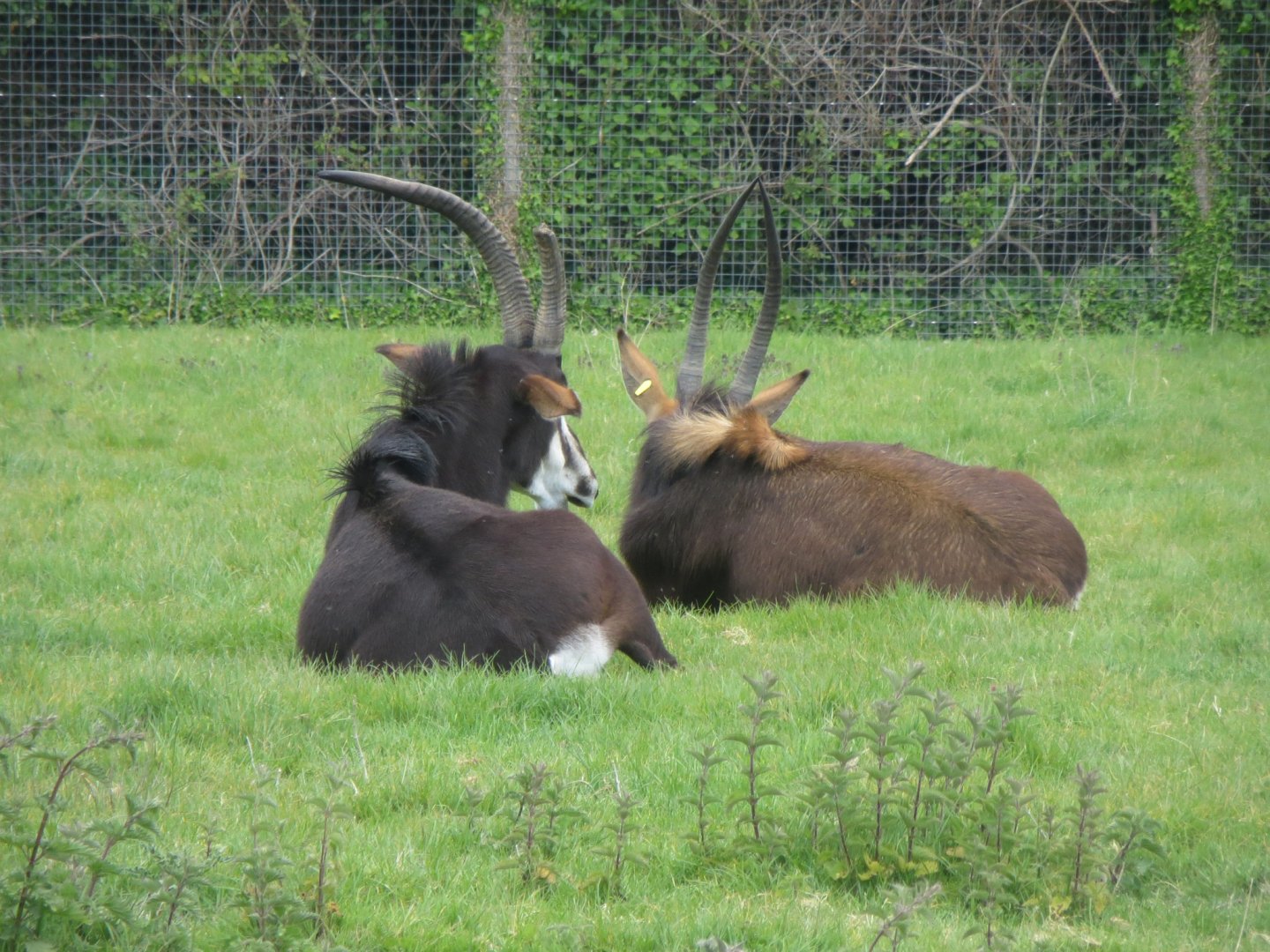 Sable antelopes 110519