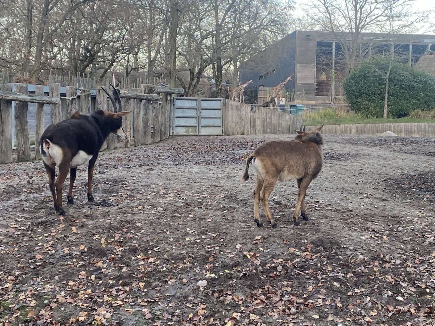 Sable antelopes 261124