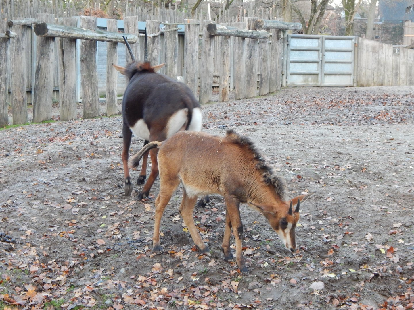 Sable antelopes 261124