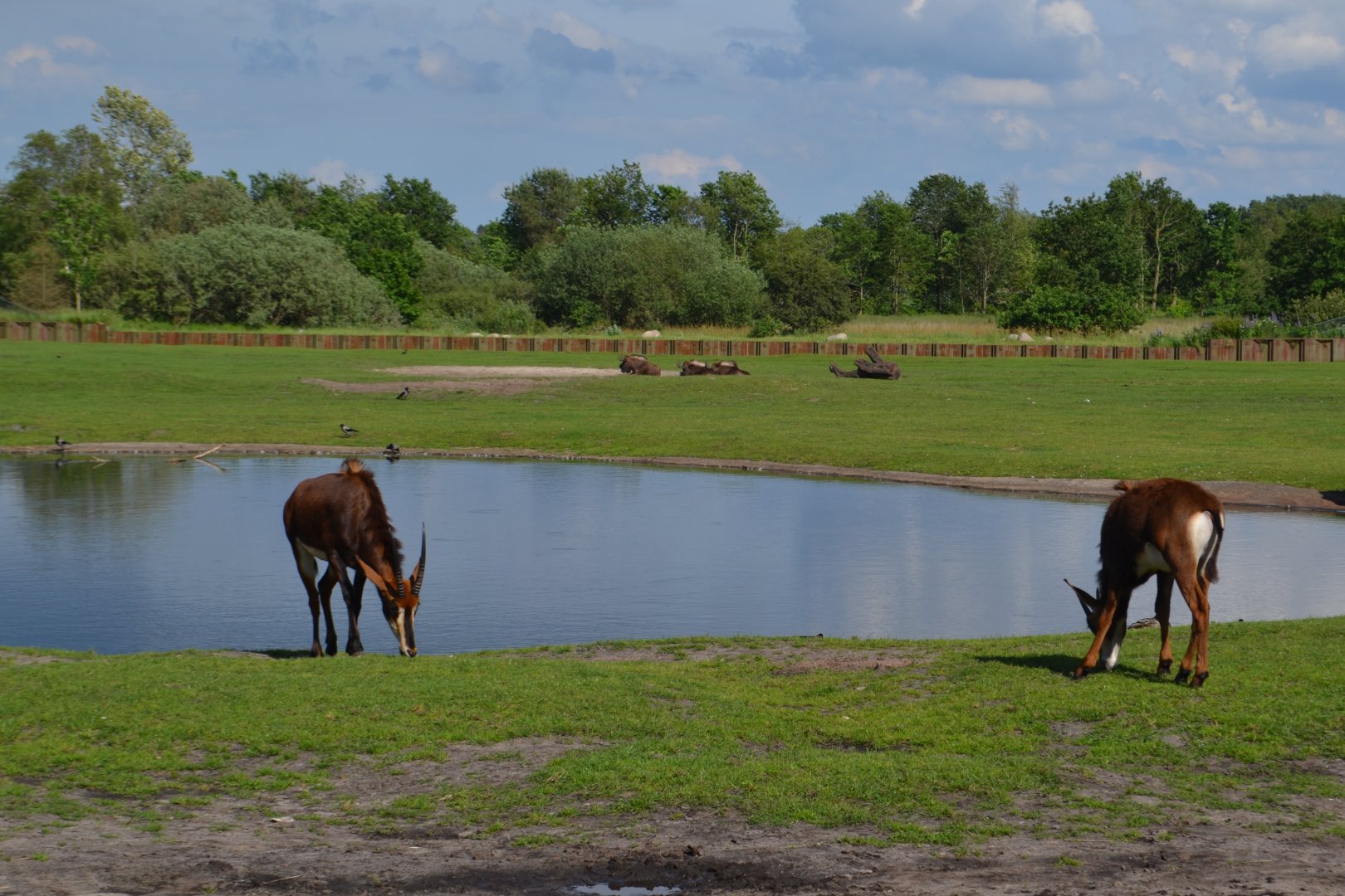 Sable antelopes and black wildebeest in Givskud Zoo