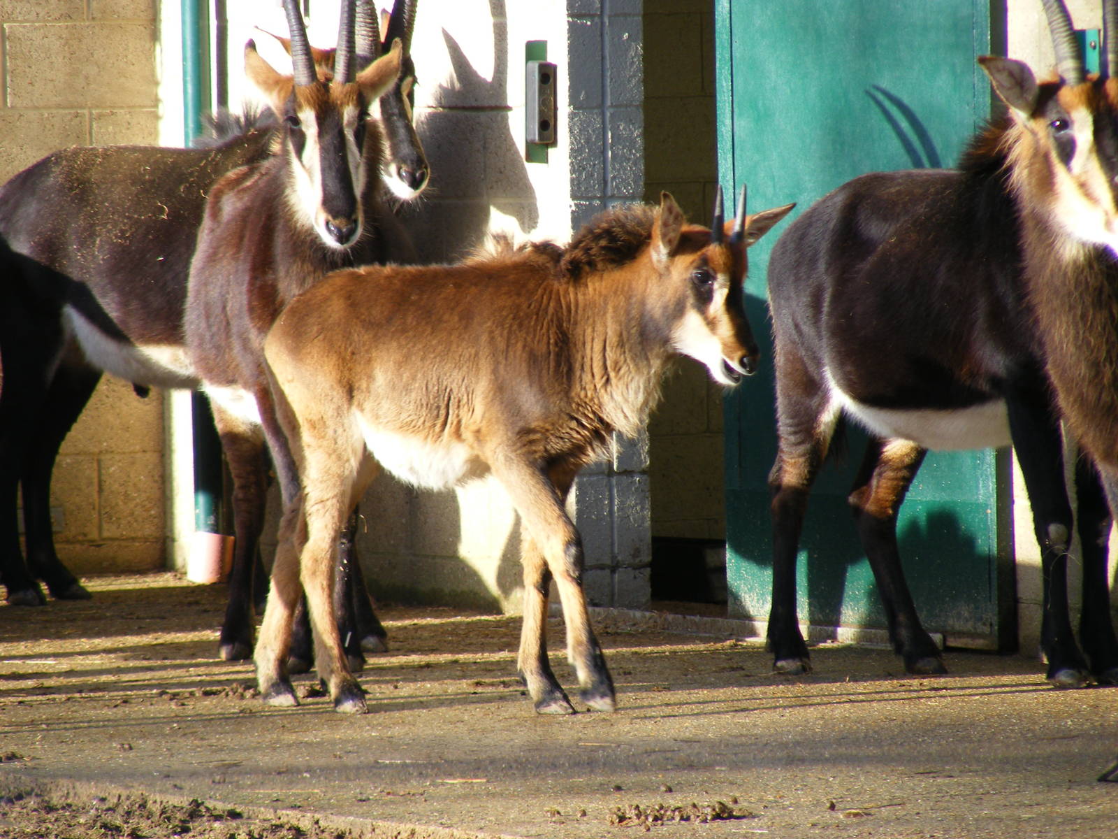 Sable antelopes at Marwell Wildlife, 17 January 2010