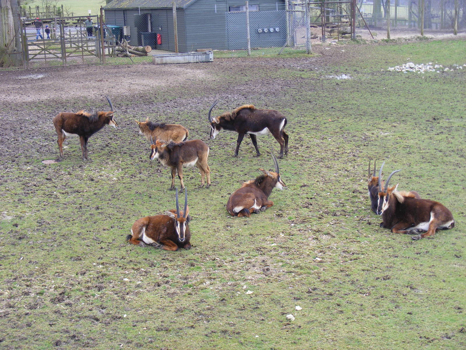 Sable antelopes at Marwell Wildlife, 6 March 2010