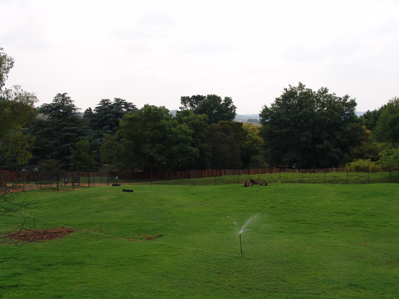 Sable Antelope's (Hippotragus niger) exhibit