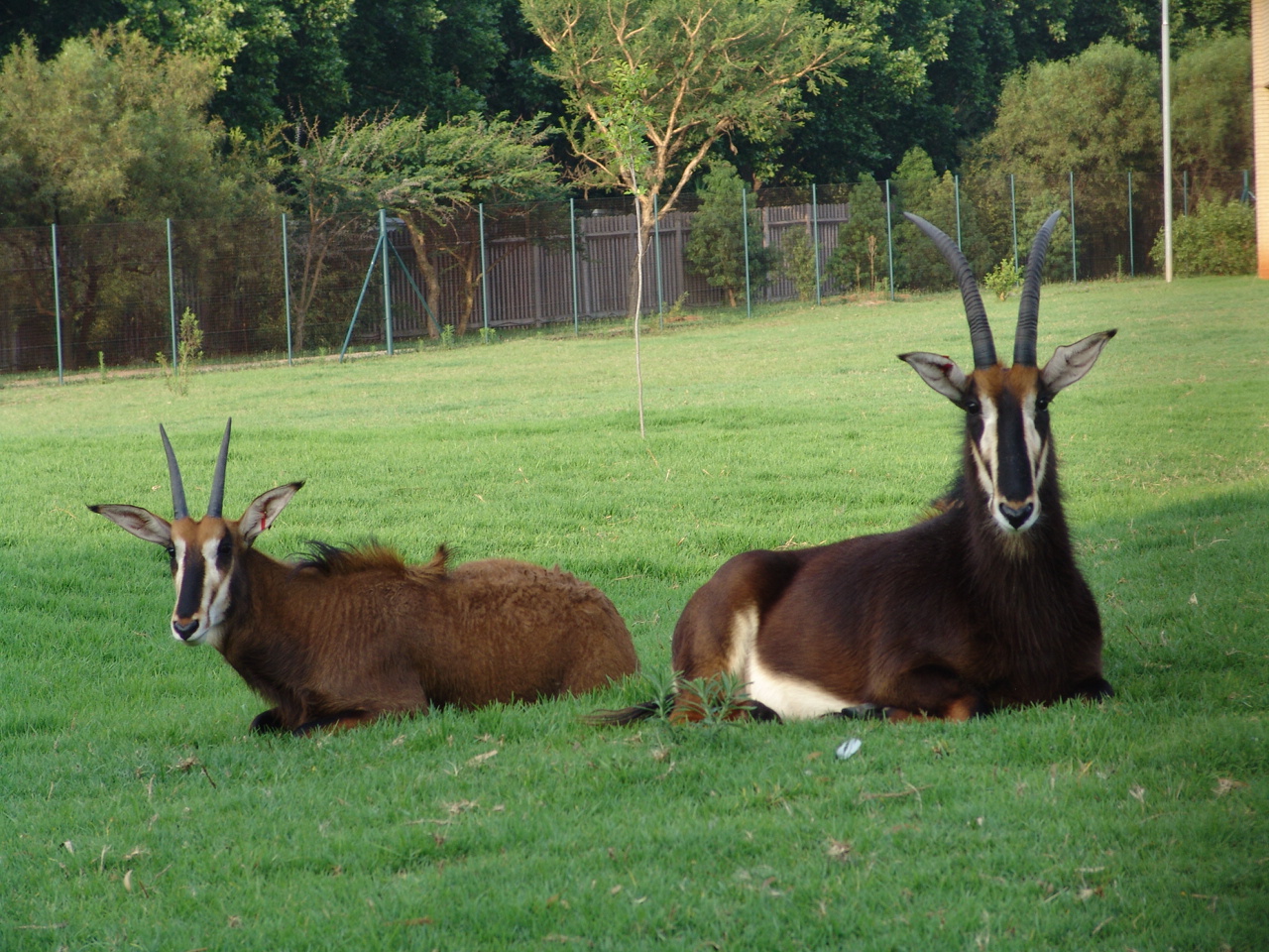 Sable Antelopes (Hippotragus niger)