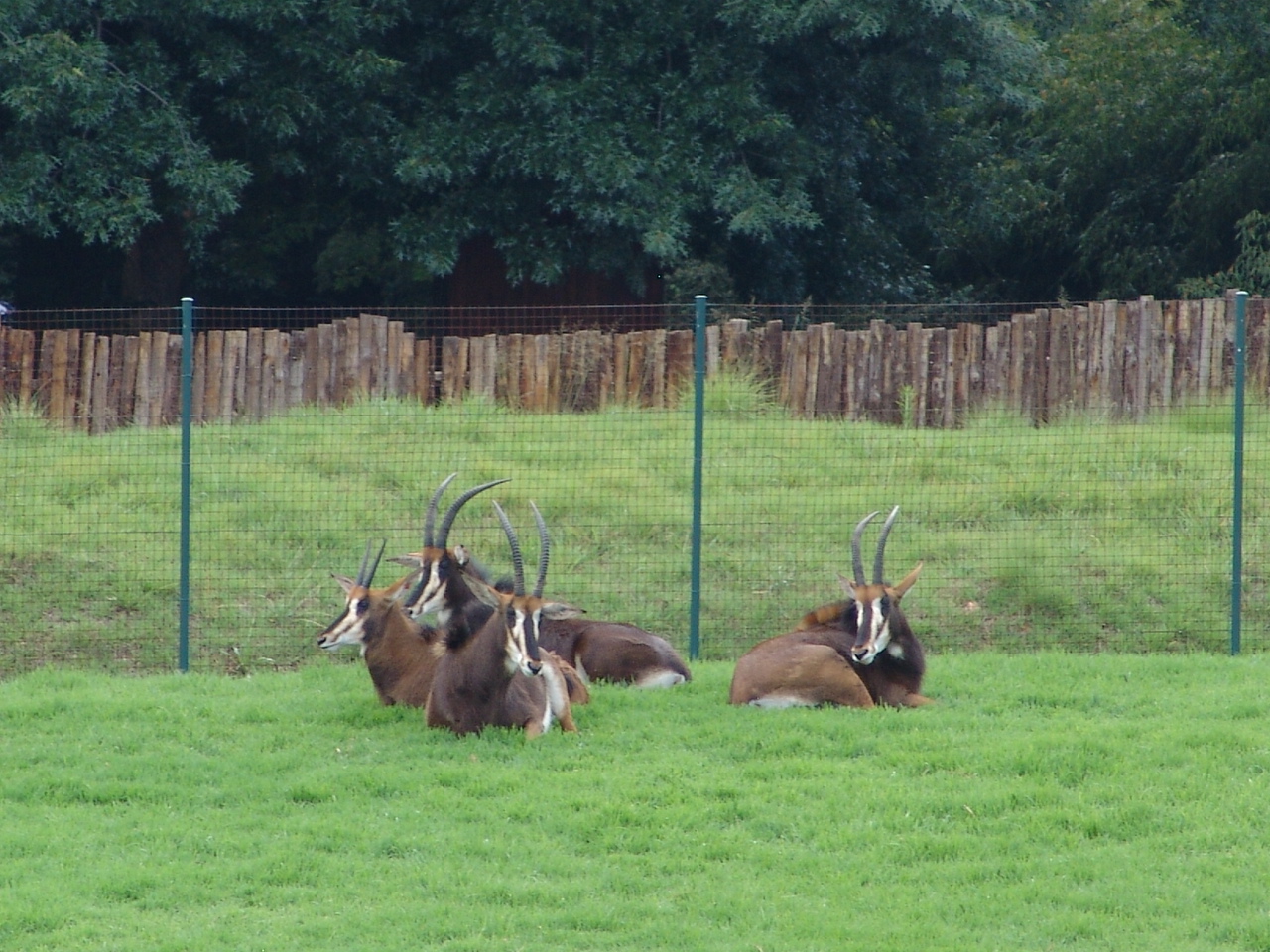Sable Antelopes (Hippotragus niger)