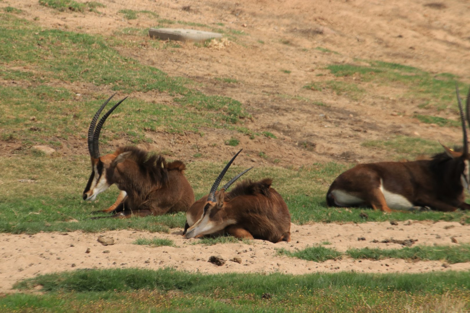 Sable antelopes (June 2019)