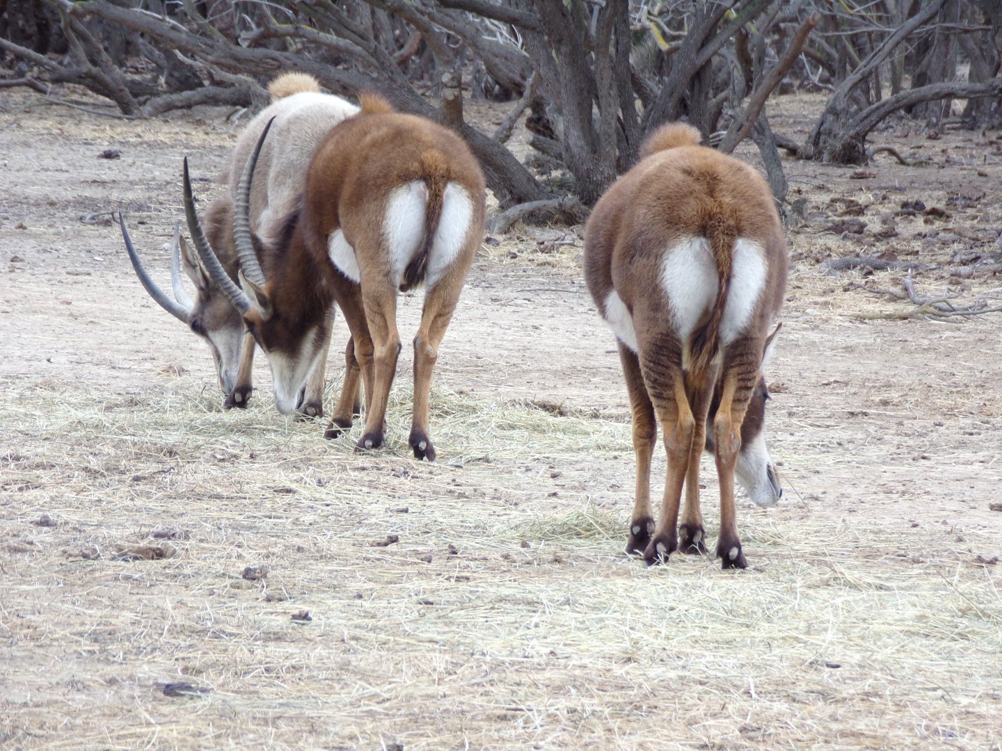 Sable antelopes - Réserve Africaine de Sigean (2024)