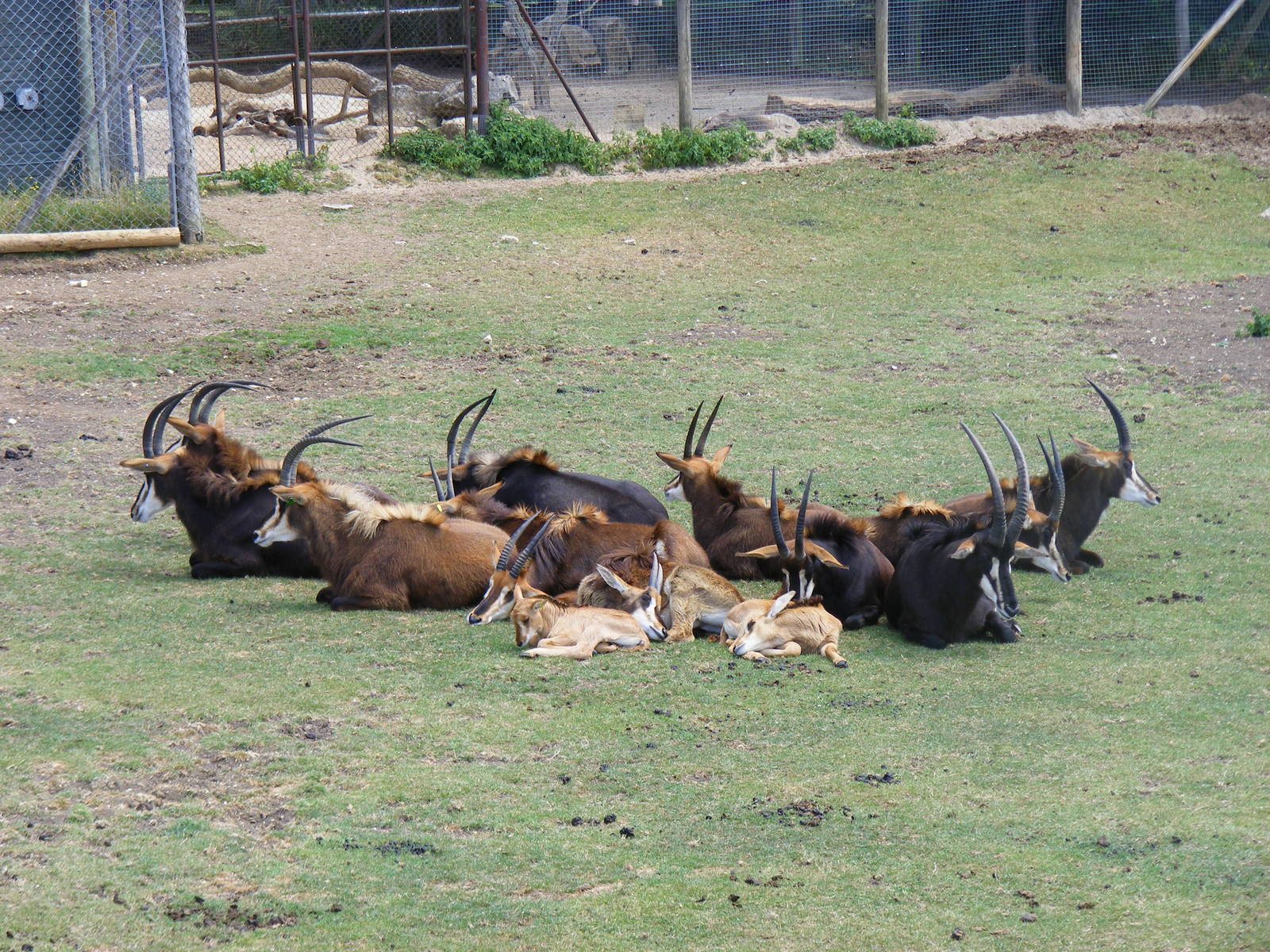 Sable antelopes with calves at Marwell Wildlife, 11 July 2010