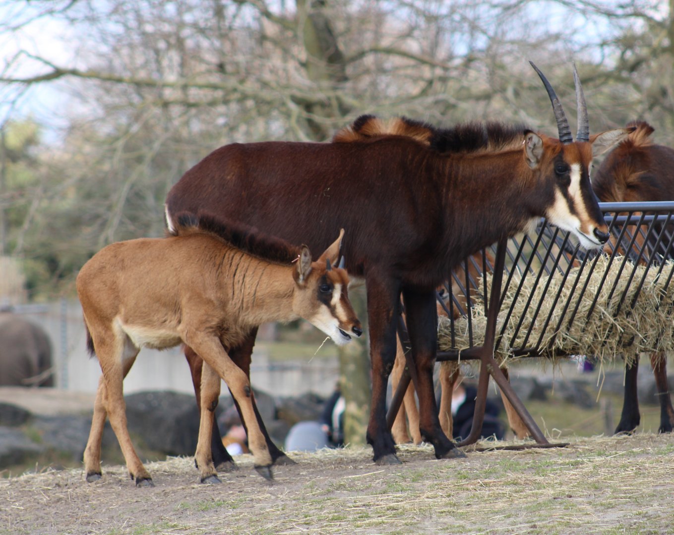 Sable antilope with young