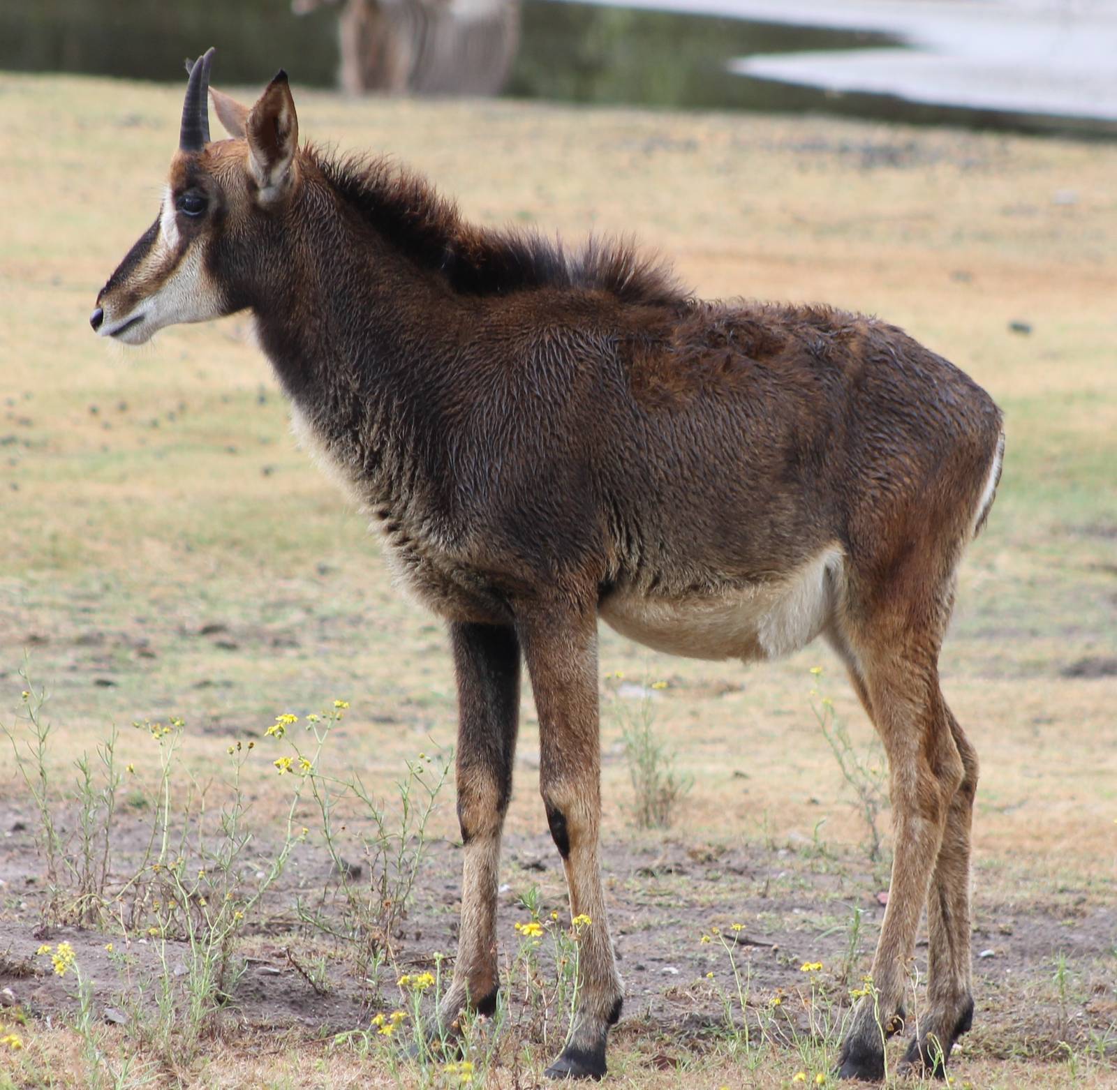 Sable antilope young